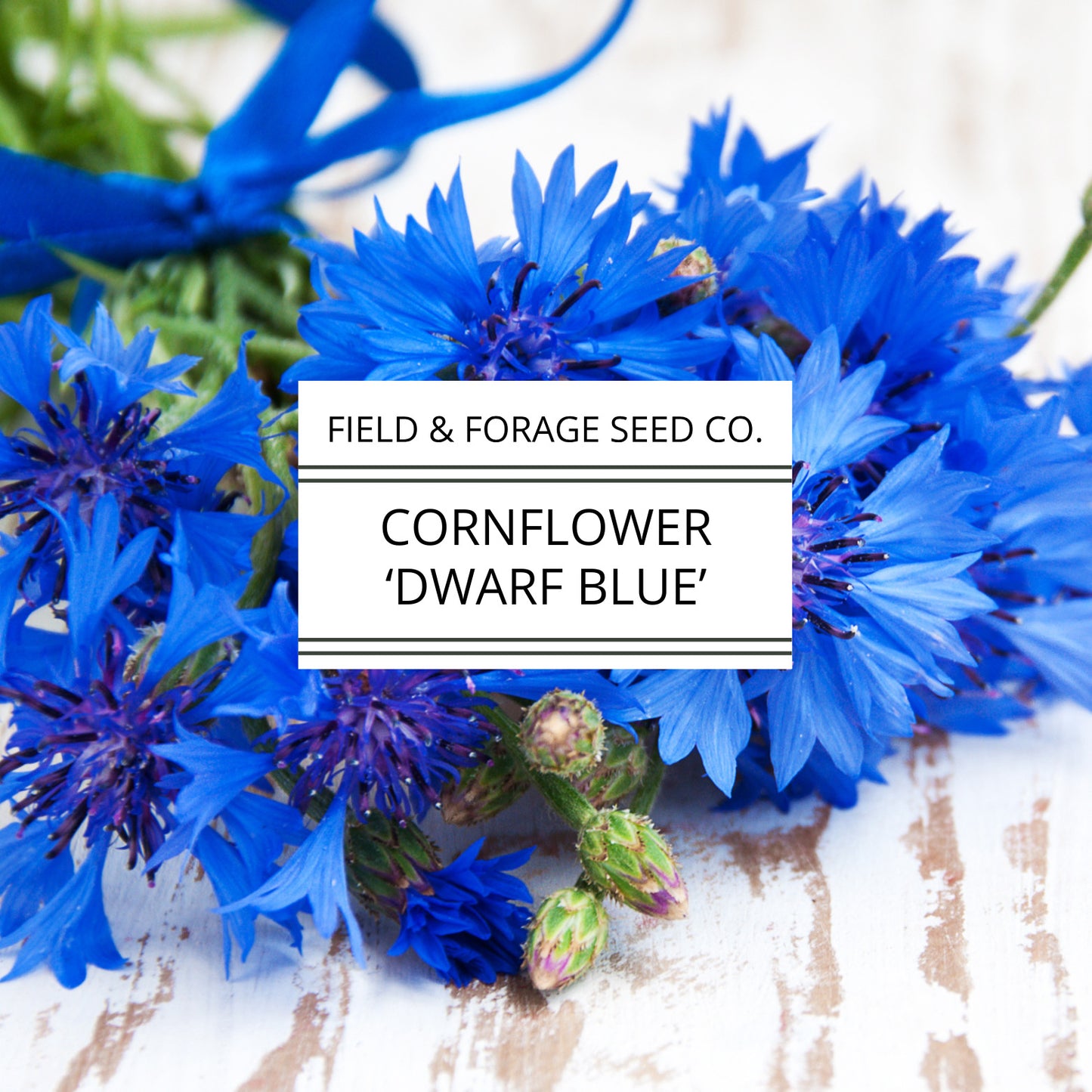Cornflower 'Dwarf Blue' | Centaurea cyanus | Heirloom | Non-GMO | 100 Seeds