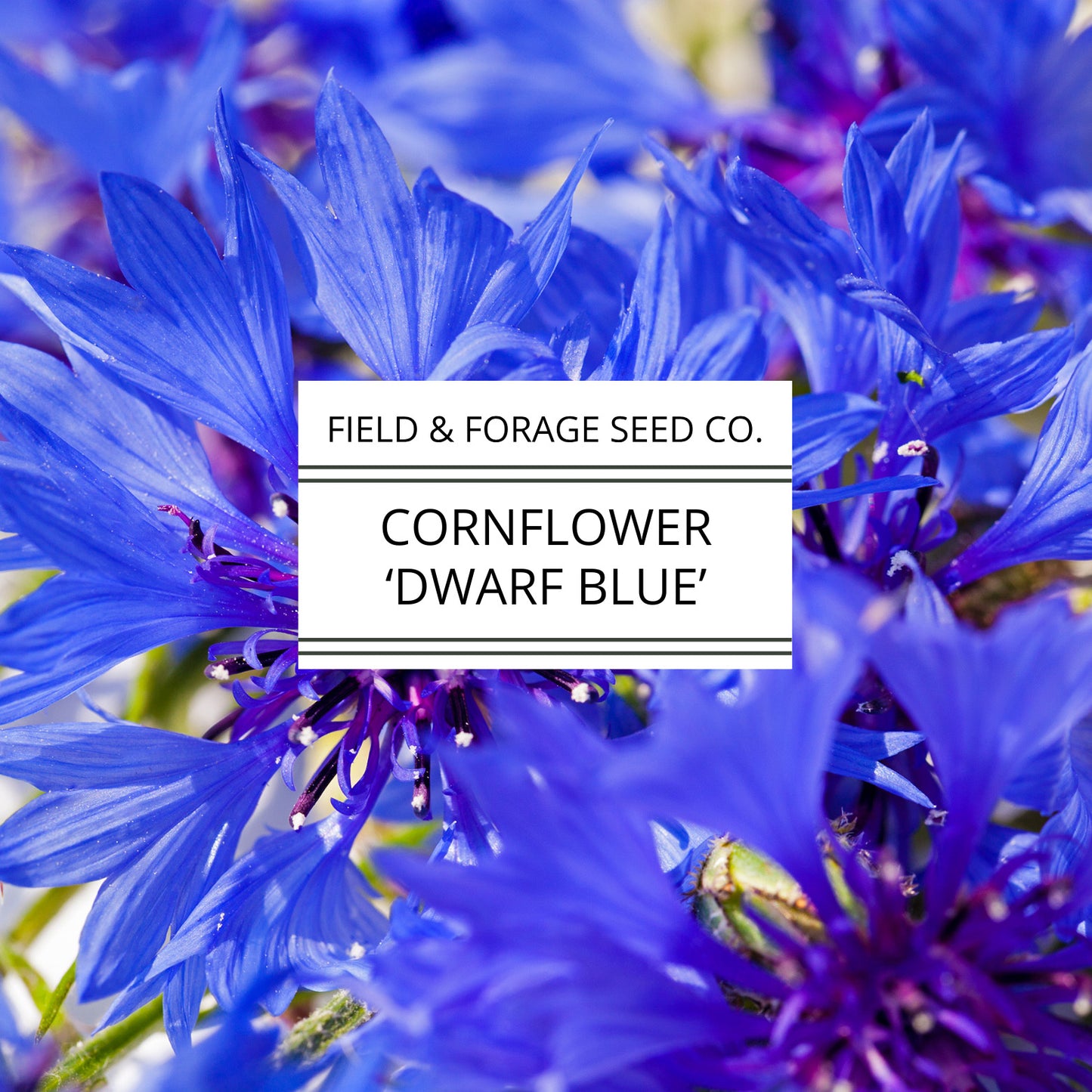 Cornflower 'Dwarf Blue' | Centaurea cyanus | Heirloom | Non-GMO | 100 Seeds