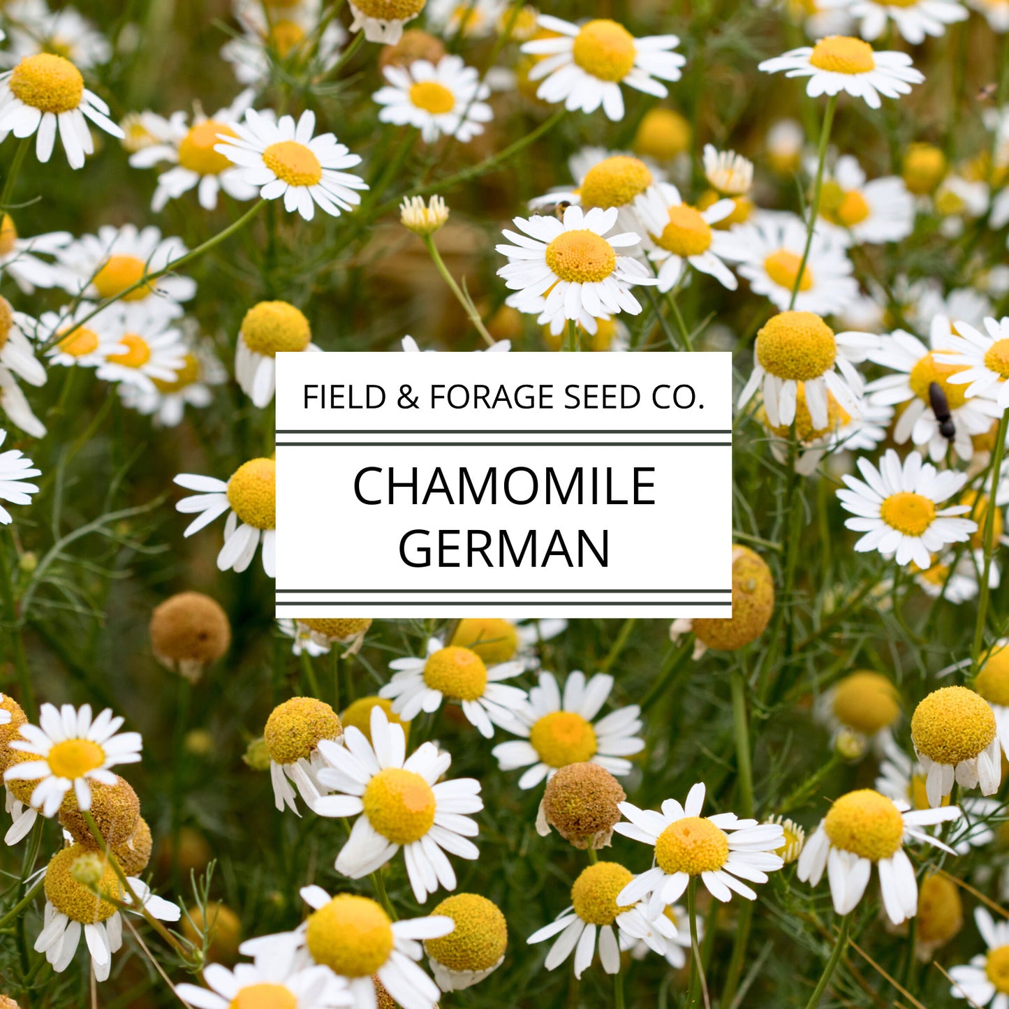 Chamomile 'German' | Matricaria chamomilla | Seeds | Heirloom | Non-GMO | 200 Seeds