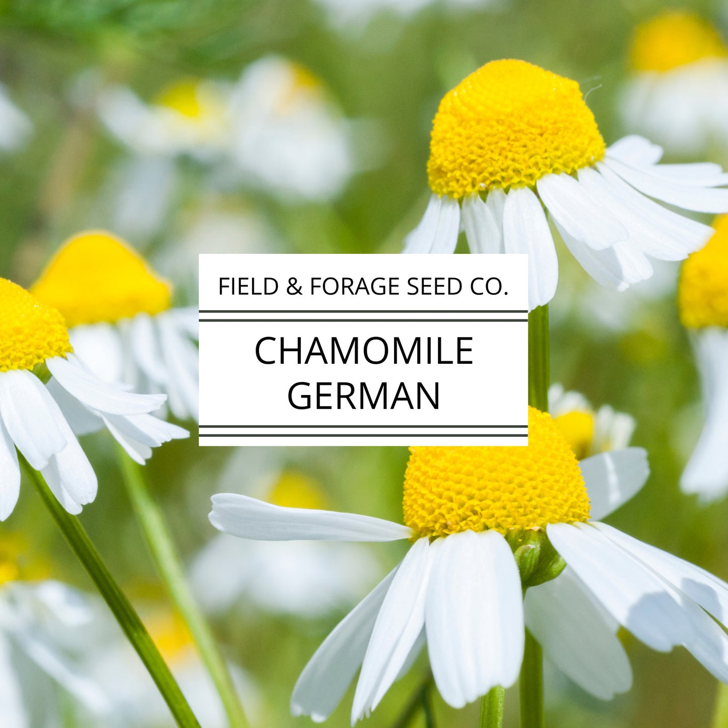 Chamomile 'German' | Matricaria chamomilla | Seeds | Heirloom | Non-GMO | 200 Seeds