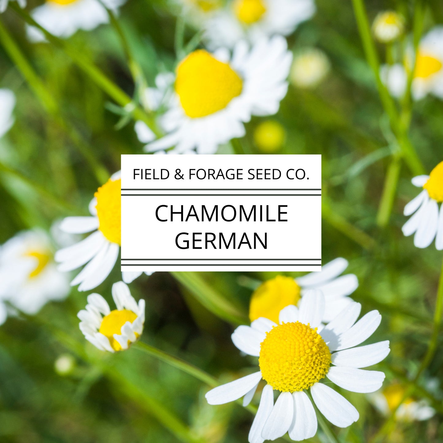 Chamomile 'German' | Matricaria chamomilla | Seeds | Heirloom | Non-GMO | 200 Seeds