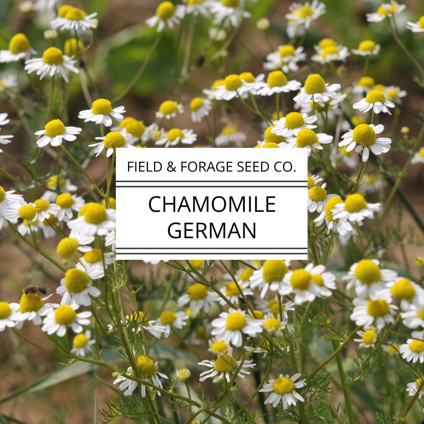 Chamomile 'German' | Matricaria chamomilla | Seeds | Heirloom | Non-GMO | 200 Seeds