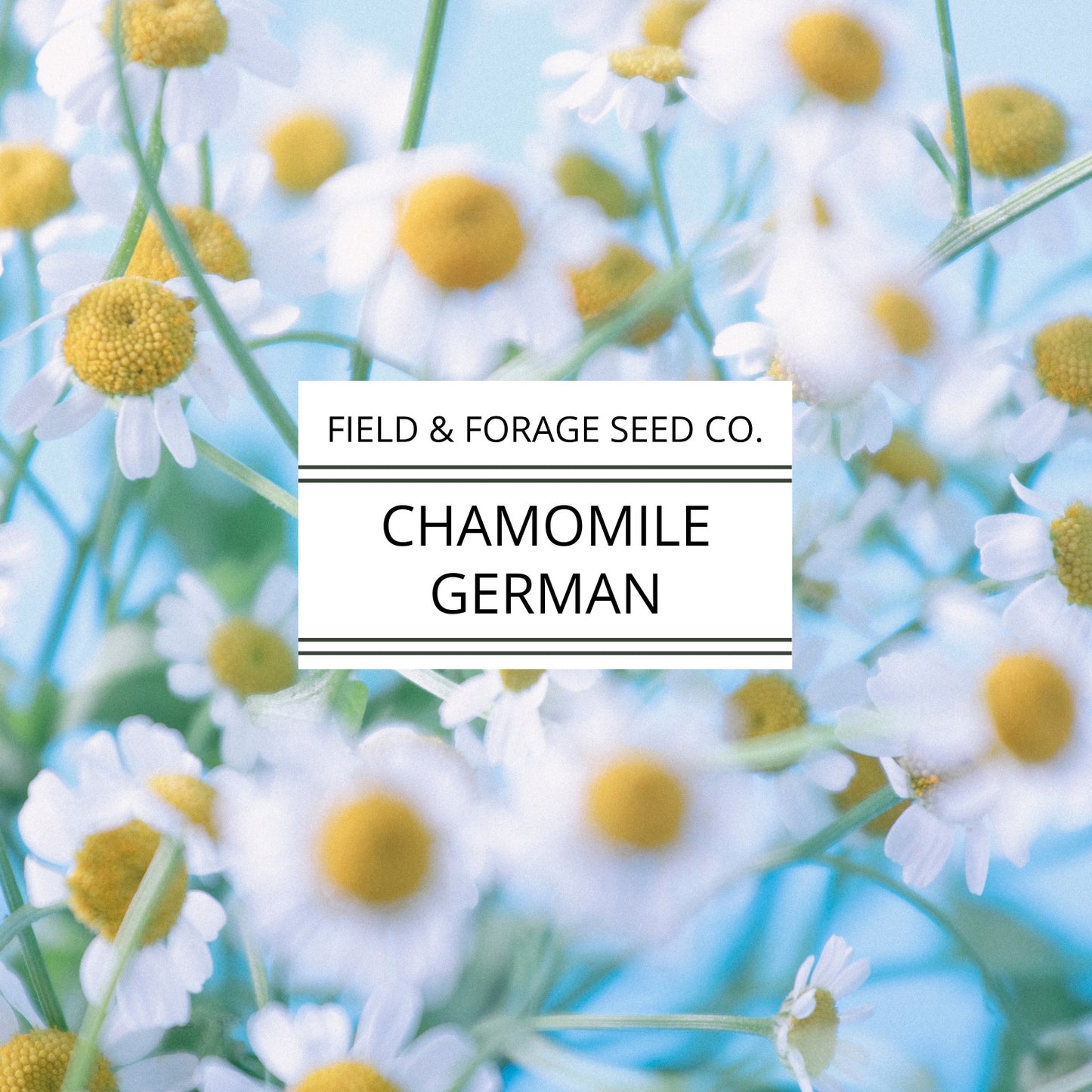 Chamomile 'German' | Matricaria chamomilla | Seeds | Heirloom | Non-GMO | 200 Seeds