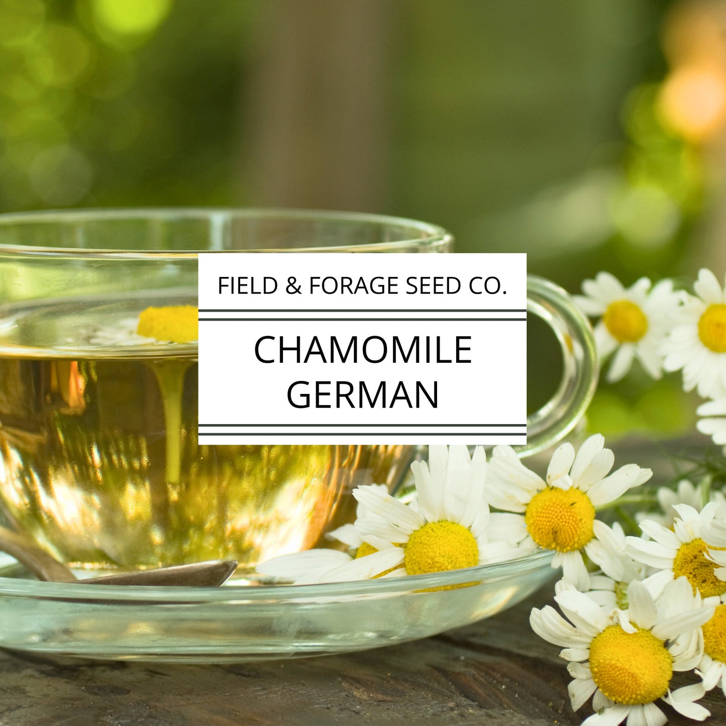 Chamomile 'German' | Matricaria chamomilla | Seeds | Heirloom | Non-GMO | 200 Seeds