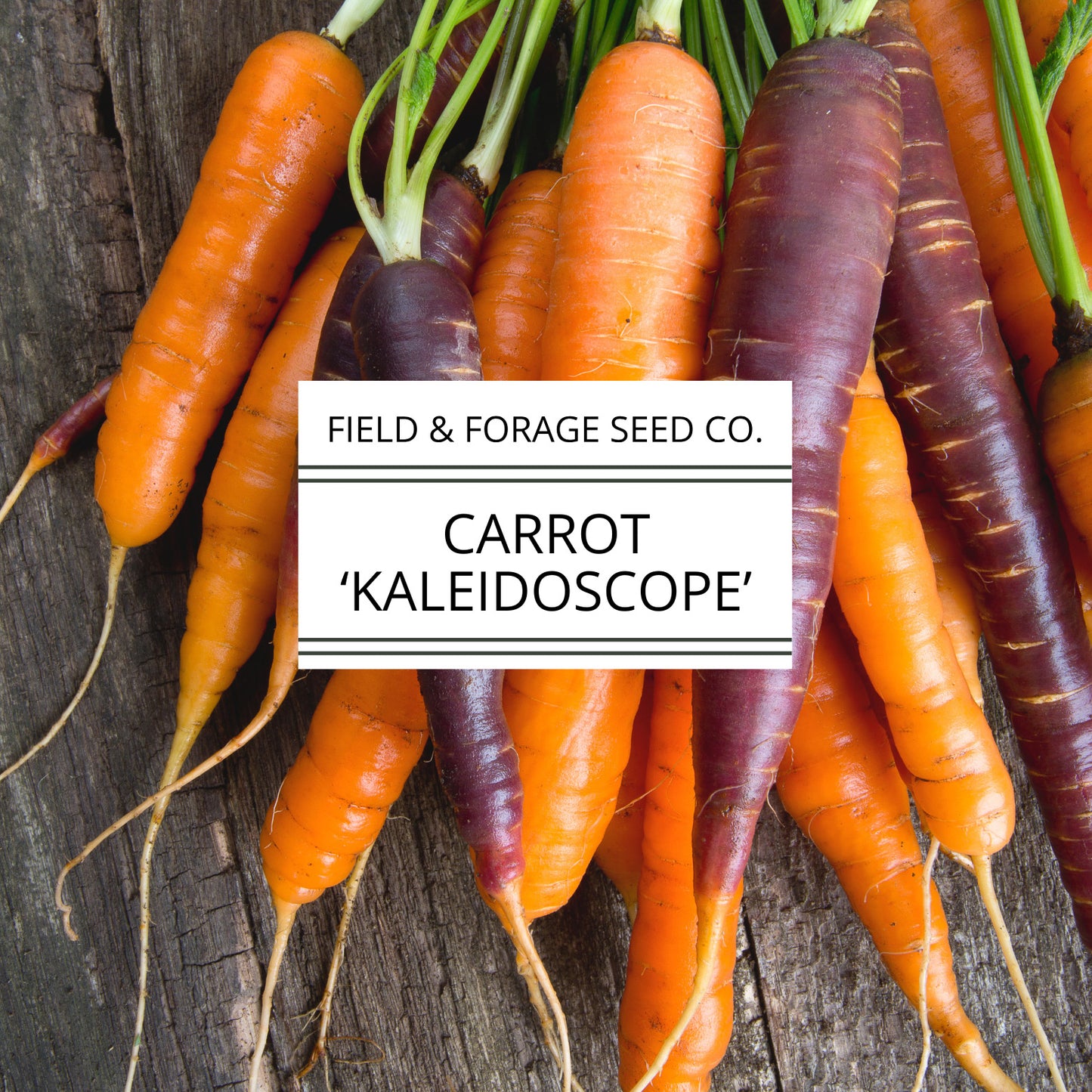 Carrot 'Kaleidoscope Mix' | Daucus carota | Heirloom | Non-GMO | 100 Seeds