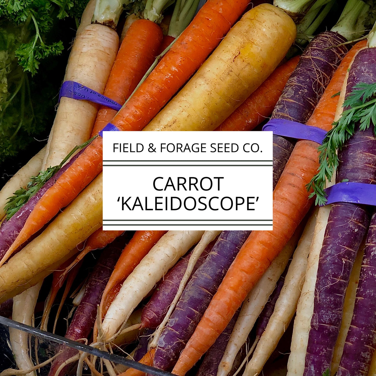 Carrot 'Kaleidoscope Mix' | Daucus carota | Heirloom | Non-GMO | 100 Seeds