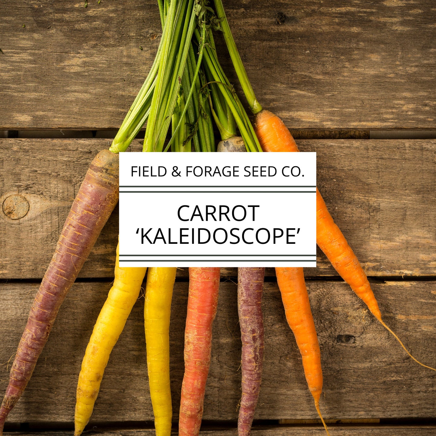 Carrot 'Kaleidoscope Mix' | Daucus carota | Heirloom | Non-GMO | 100 Seeds