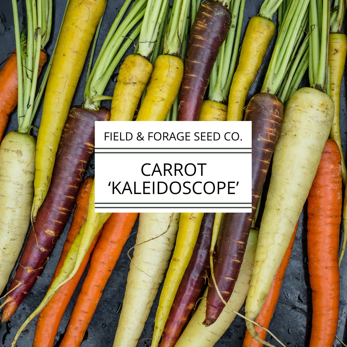 Carrot 'Kaleidoscope Mix' | Daucus carota | Heirloom | Non-GMO | 100 Seeds