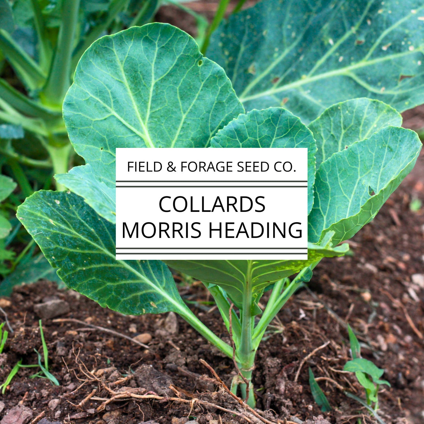Collards 'Morris Heading' | Brassica oleracea | Heirloom | Non-GMO | 100 Seeds