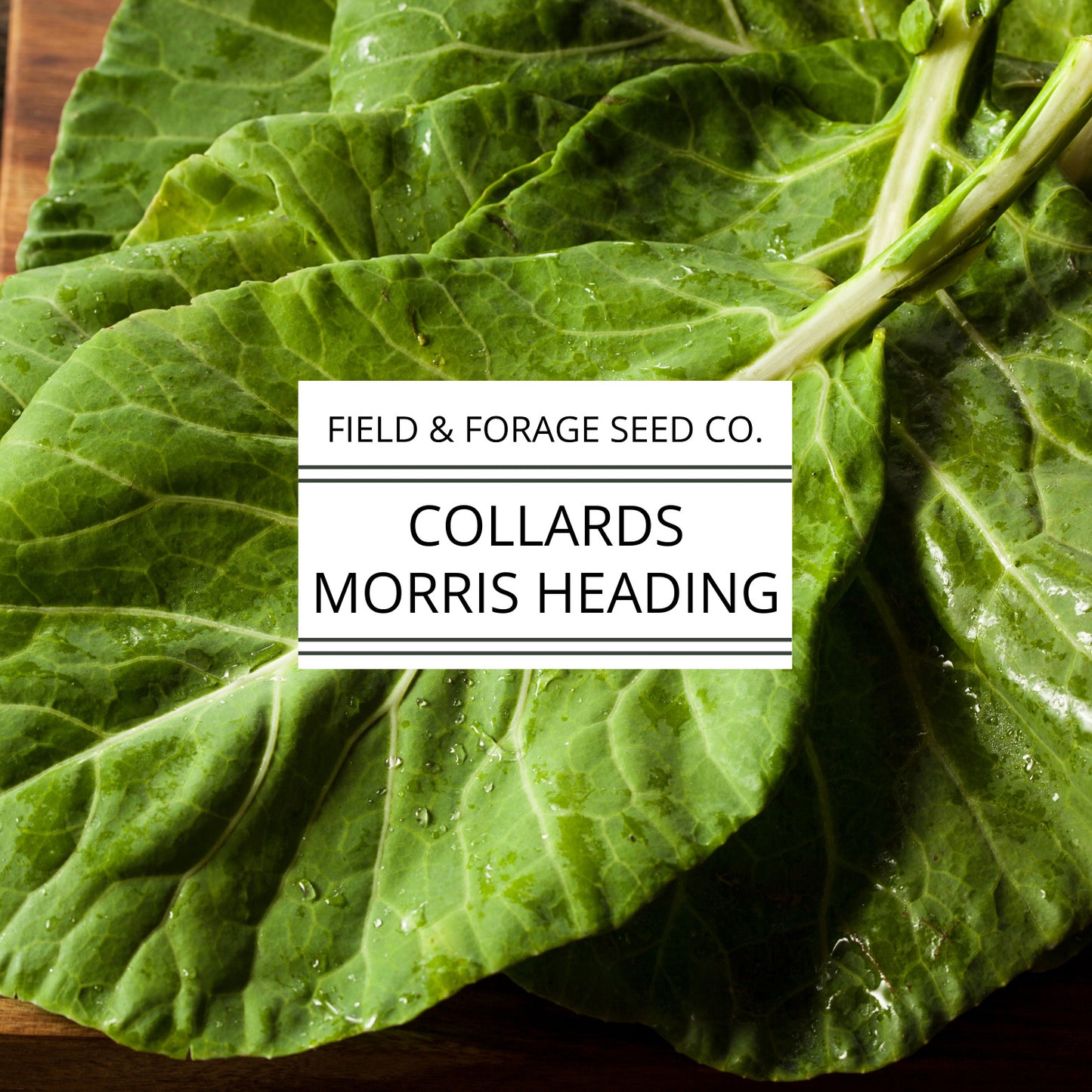 Collards 'Morris Heading' | Brassica oleracea | Heirloom | Non-GMO | 100 Seeds