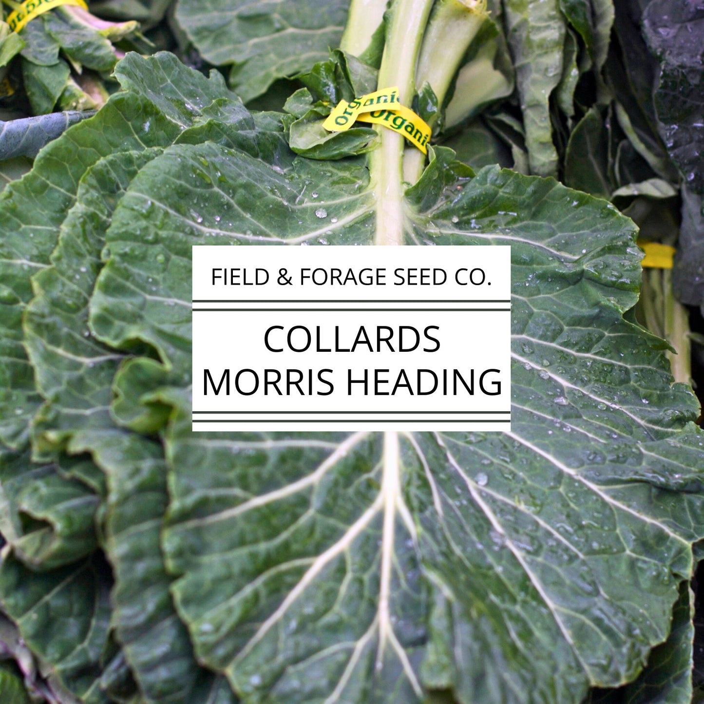 Collards 'Morris Heading' | Brassica oleracea | Heirloom | Non-GMO | 100 Seeds