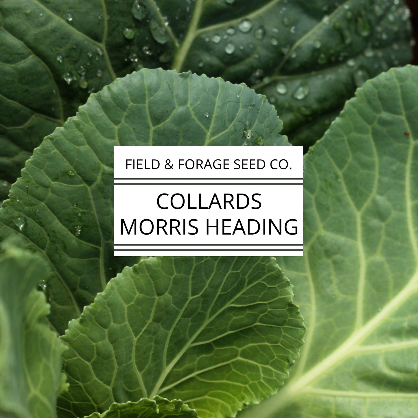 Collards 'Morris Heading' | Brassica oleracea | Heirloom | Non-GMO | 100 Seeds
