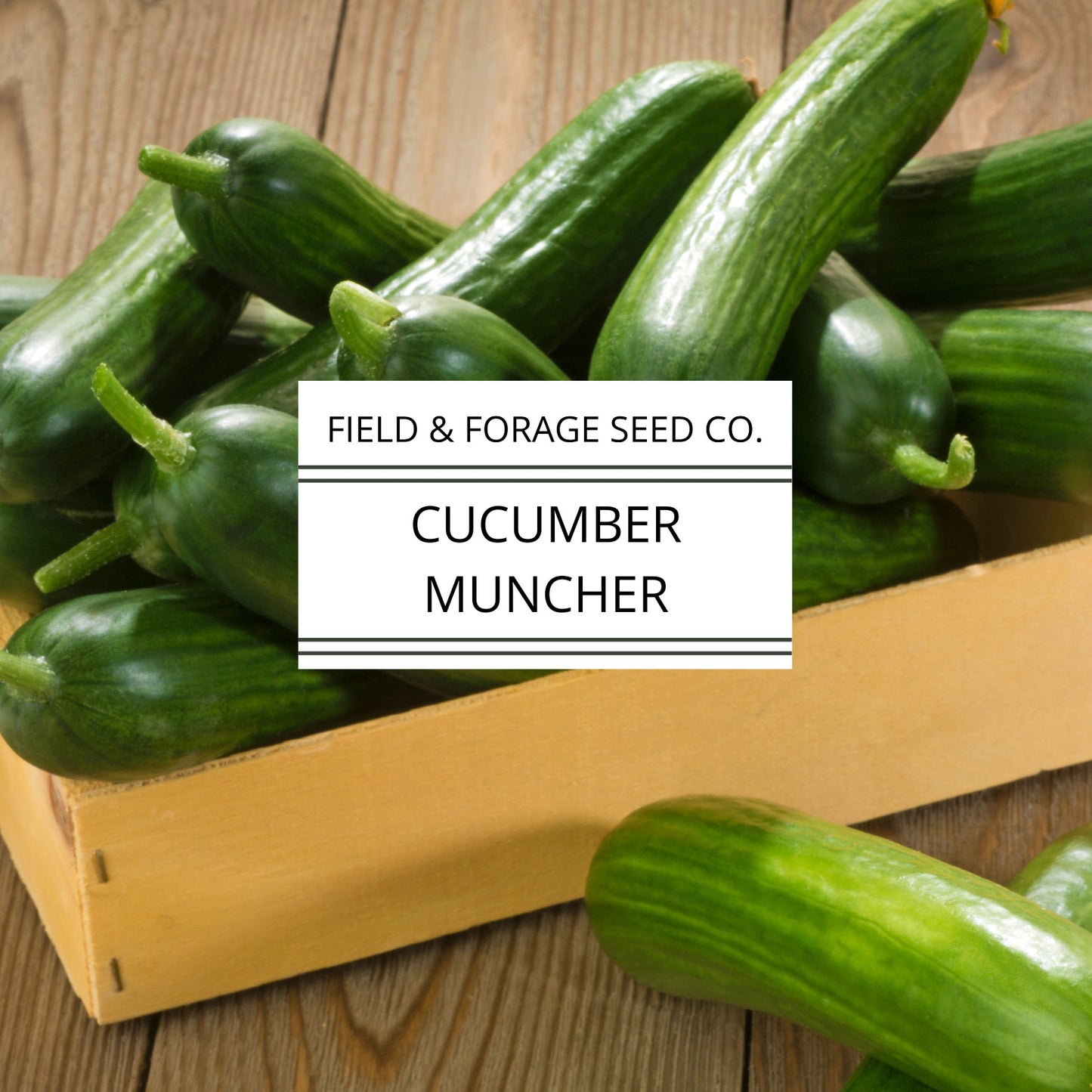 Cucumber Muncher | Cucumis sativus ‘Muncher’ | Sweet, Burpless Heirloom | Non-GMO | 30 Seeds