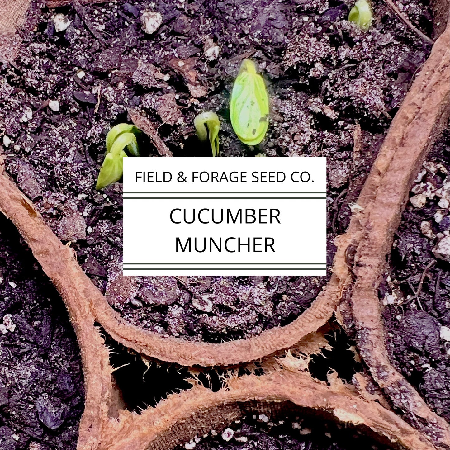 Cucumber Muncher | Cucumis sativus ‘Muncher’ | Sweet, Burpless Heirloom | Non-GMO | 30 Seeds