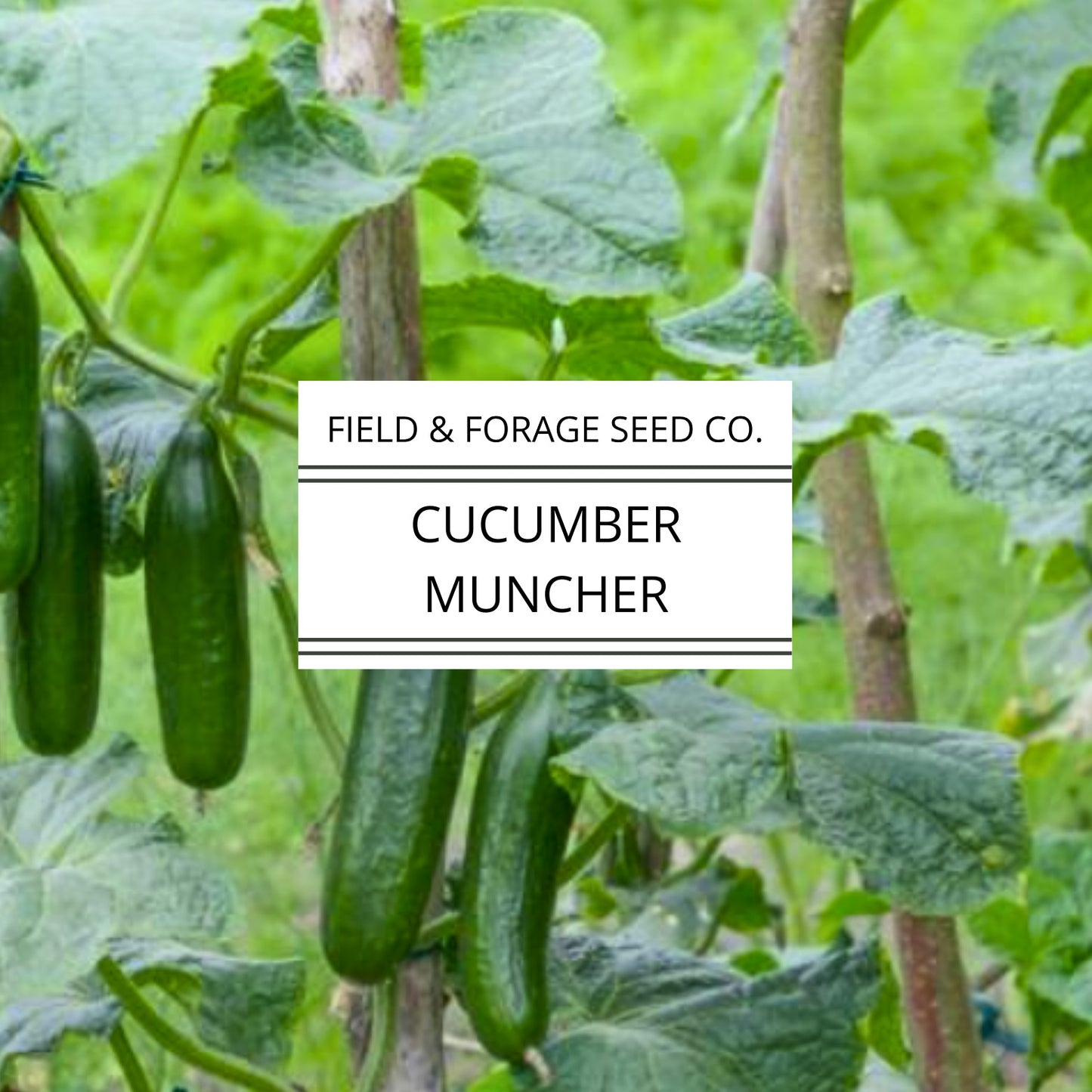Cucumber Muncher | Cucumis sativus ‘Muncher’ | Sweet, Burpless Heirloom | Non-GMO | 30 Seeds