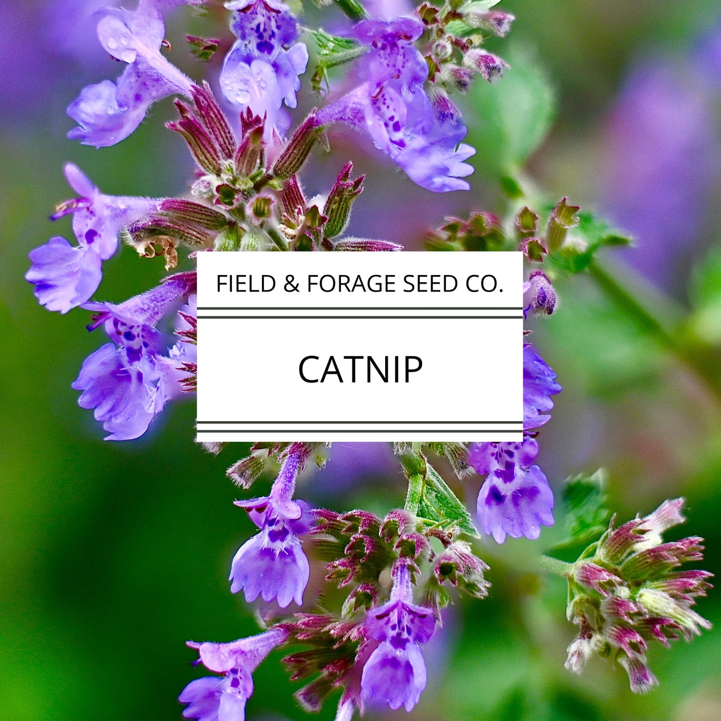 Catnip | Nepeta cataria | Heirloom Herb for Pets & Pollinators | Non-GMO | 100 Seeds