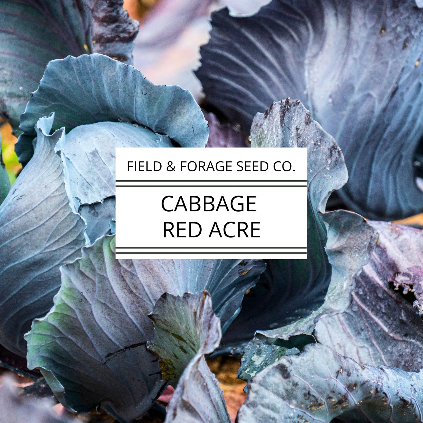Cabbage 'Red Acre' | Brassica oleracea | Heirloom | Non-GMO | 200 Seeds
