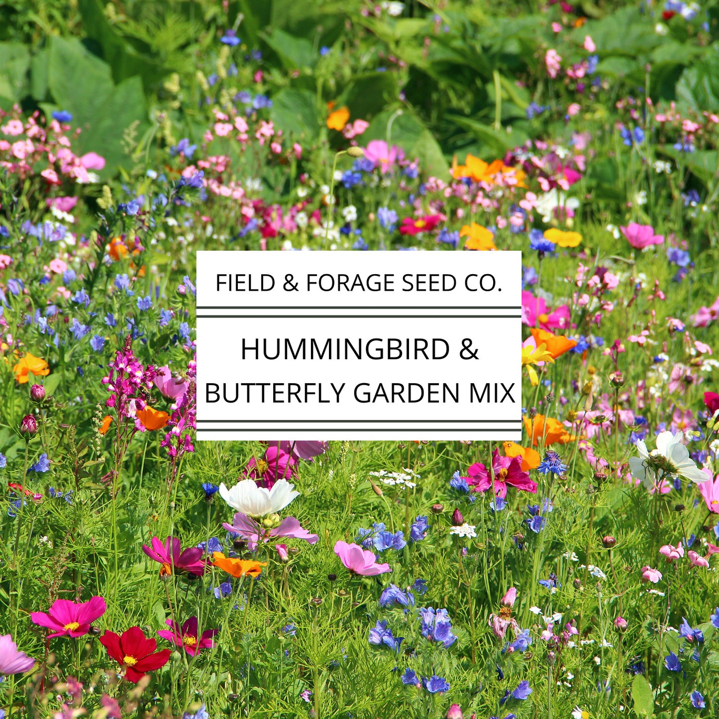 Hummingbird and Butterfly Garden Mix | Wildflower Blend | Heirloom | Non-GMO | 400 Seeds