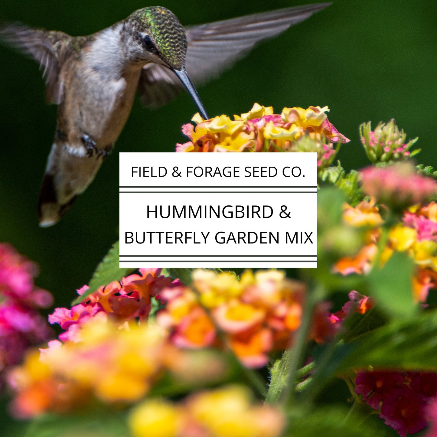 Hummingbird and Butterfly Garden Mix | Wildflower Blend | Heirloom | Non-GMO | 400 Seeds