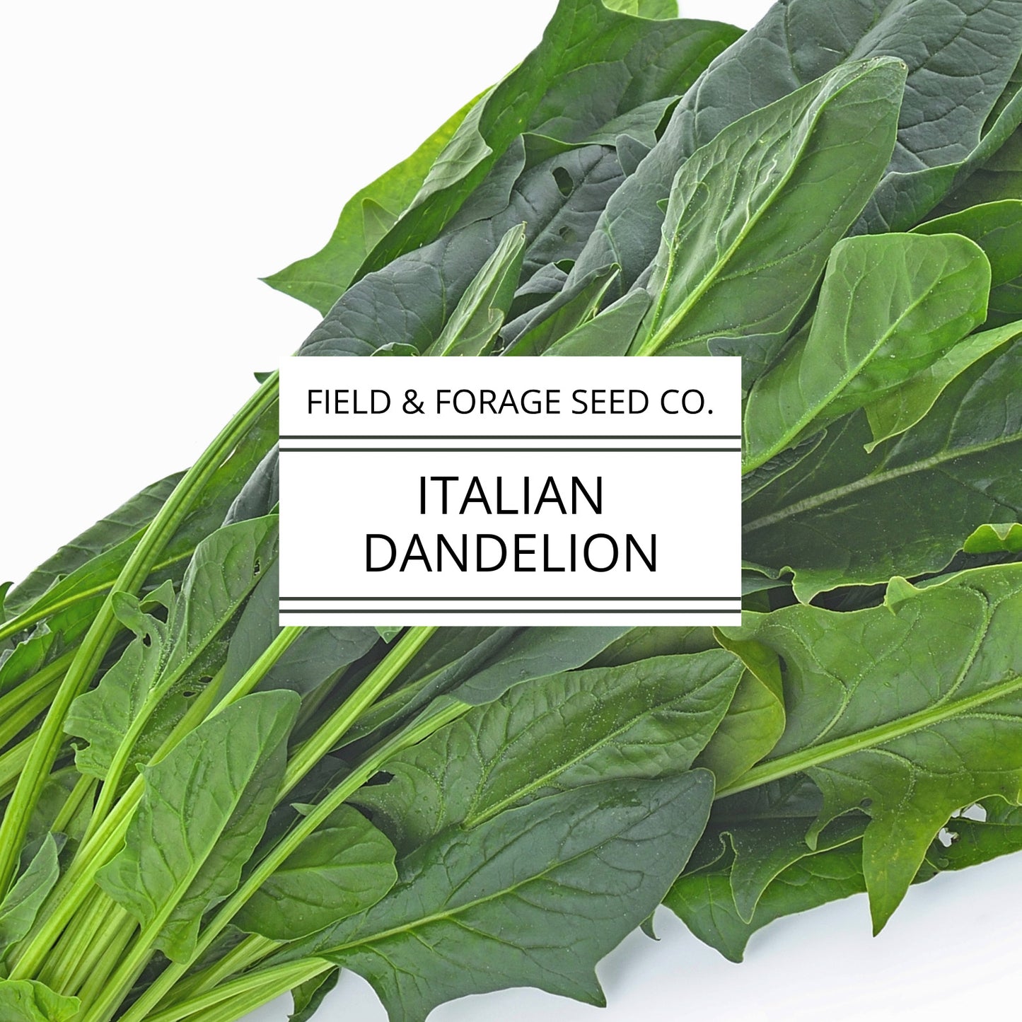 Italian Dandelion | Cichorium intybus | Heirloom Bitter Green | Non-GMO | 100 Seeds