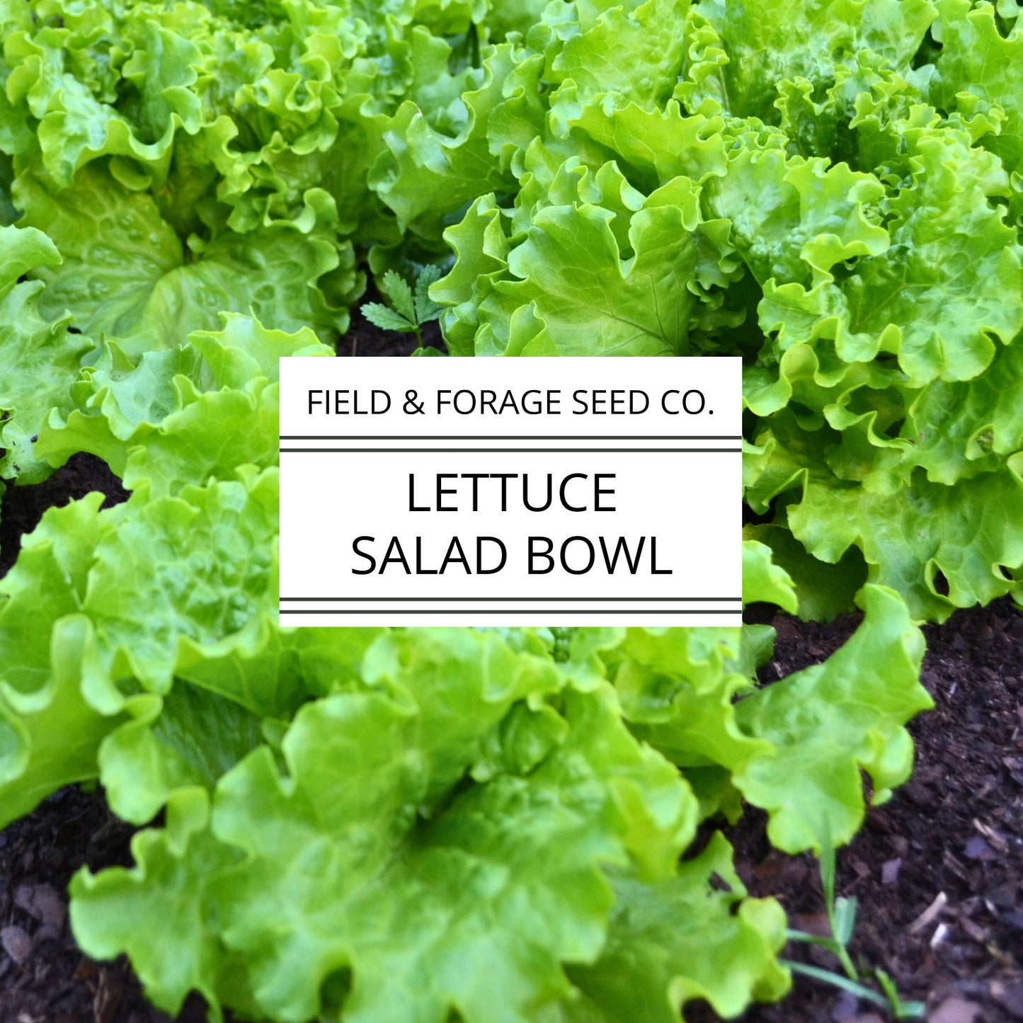 Lettuce 'Salad Bowl' | Lactuca sativa | Heirloom | Non-GMO | 300 Seeds