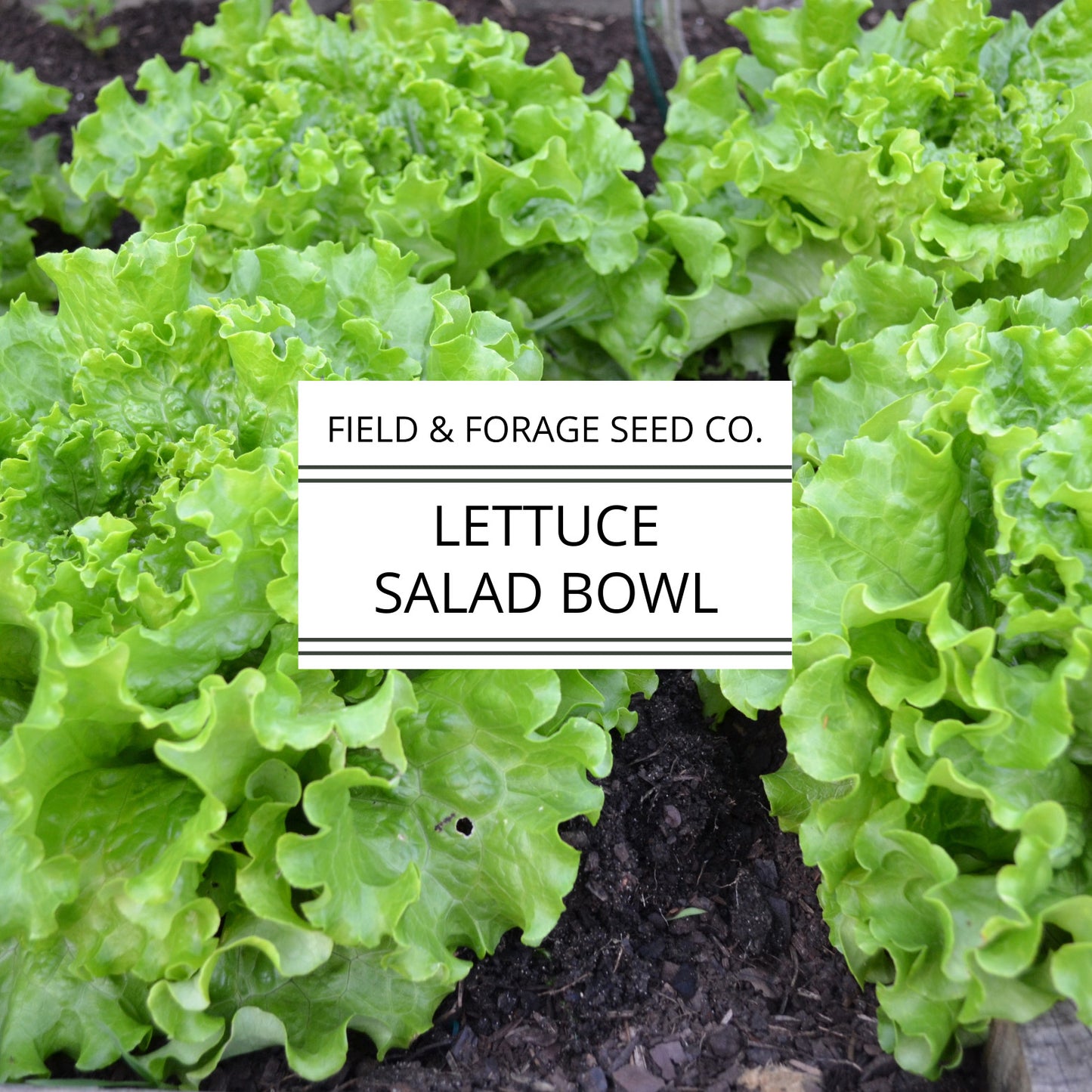 Lettuce 'Salad Bowl' | Lactuca sativa | Heirloom | Non-GMO | 300 Seeds