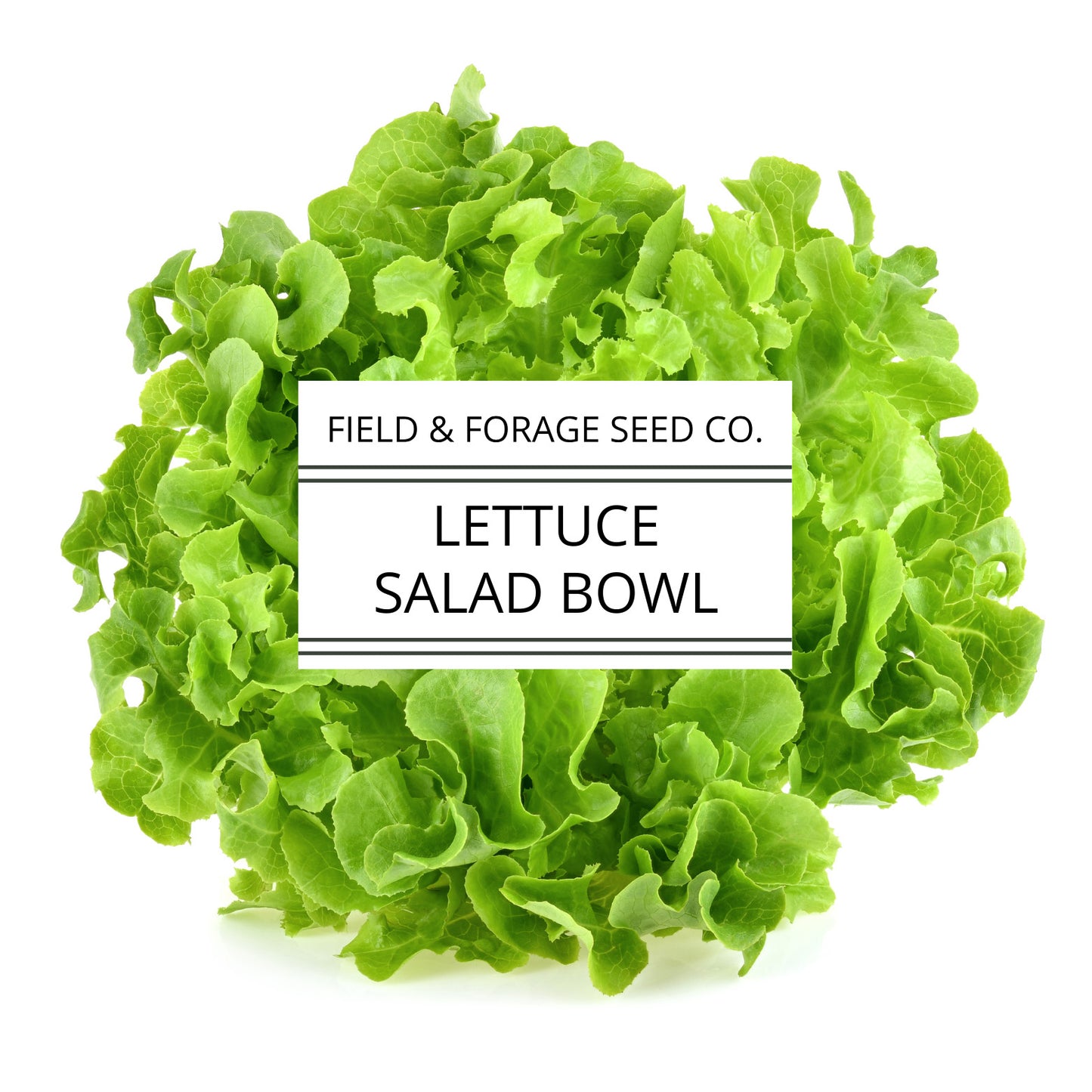 Lettuce 'Salad Bowl' | Lactuca sativa | Heirloom | Non-GMO | 300 Seeds