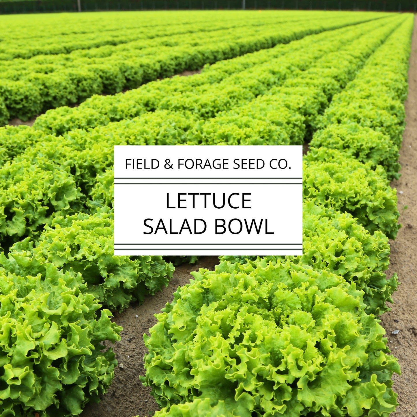 Lettuce 'Salad Bowl' | Lactuca sativa | Heirloom | Non-GMO | 300 Seeds