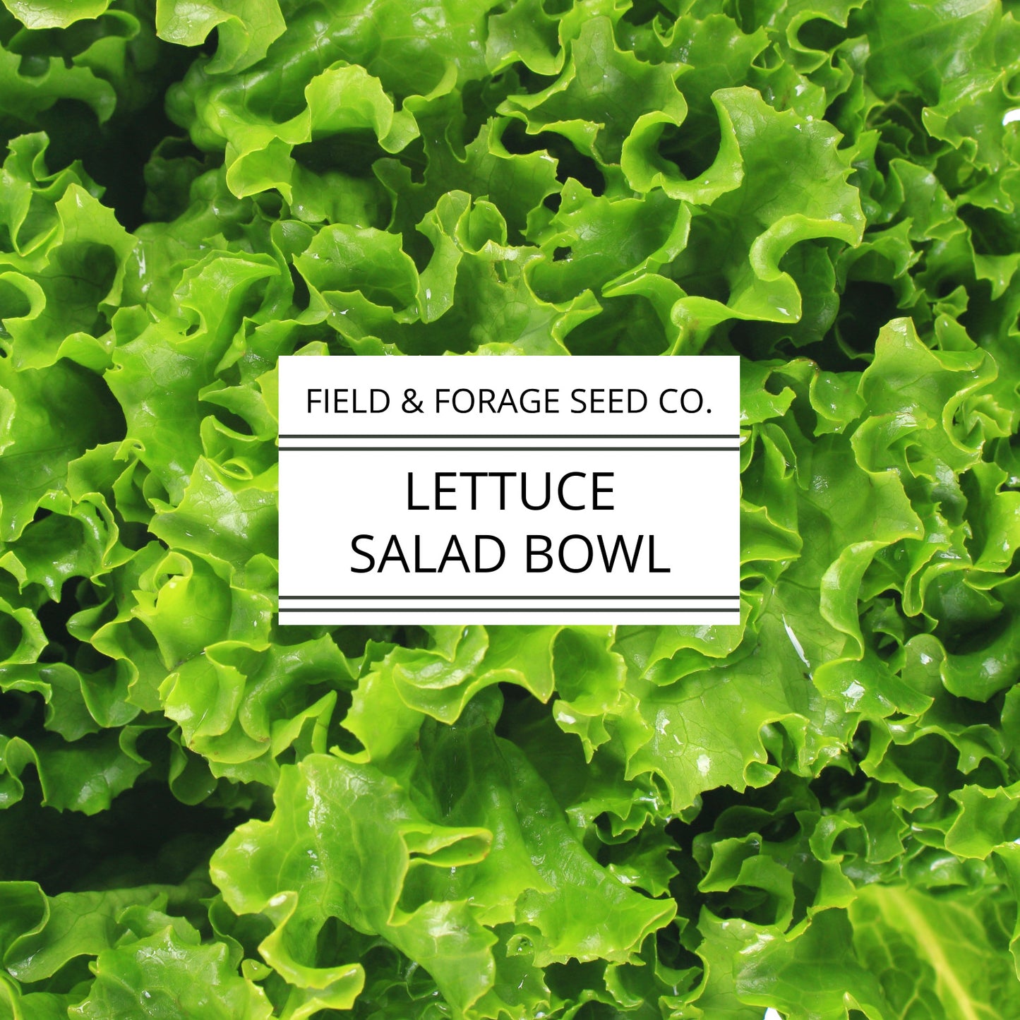 Lettuce 'Salad Bowl' | Lactuca sativa | Heirloom | Non-GMO | 300 Seeds