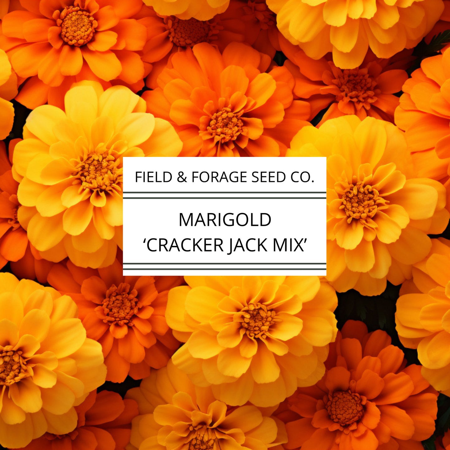 Marigold 'Crackerjack Mix' | Tagetes erecta | Heirloom | Non-GMO | 100 Seeds