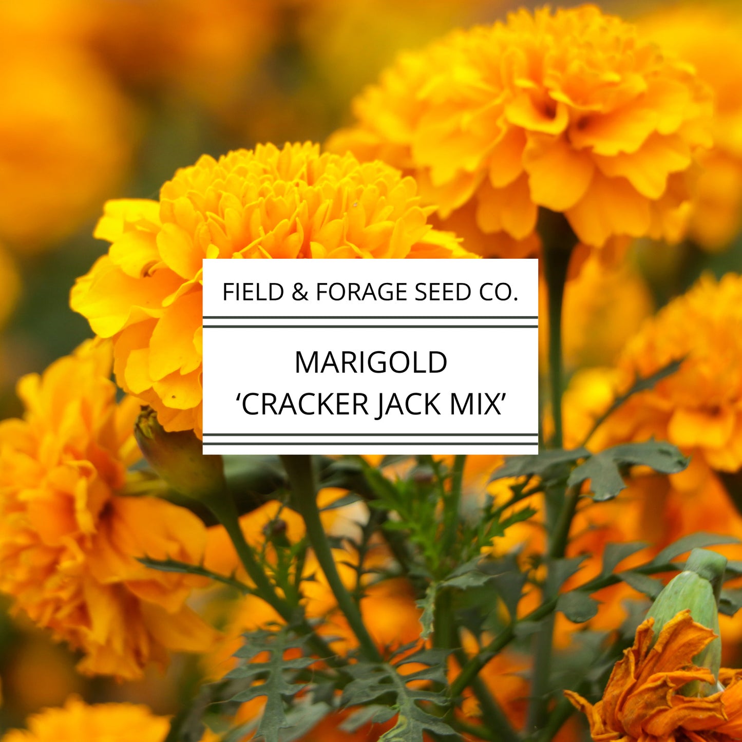 Marigold 'Crackerjack Mix' | Tagetes erecta | Heirloom | Non-GMO | 100 Seeds