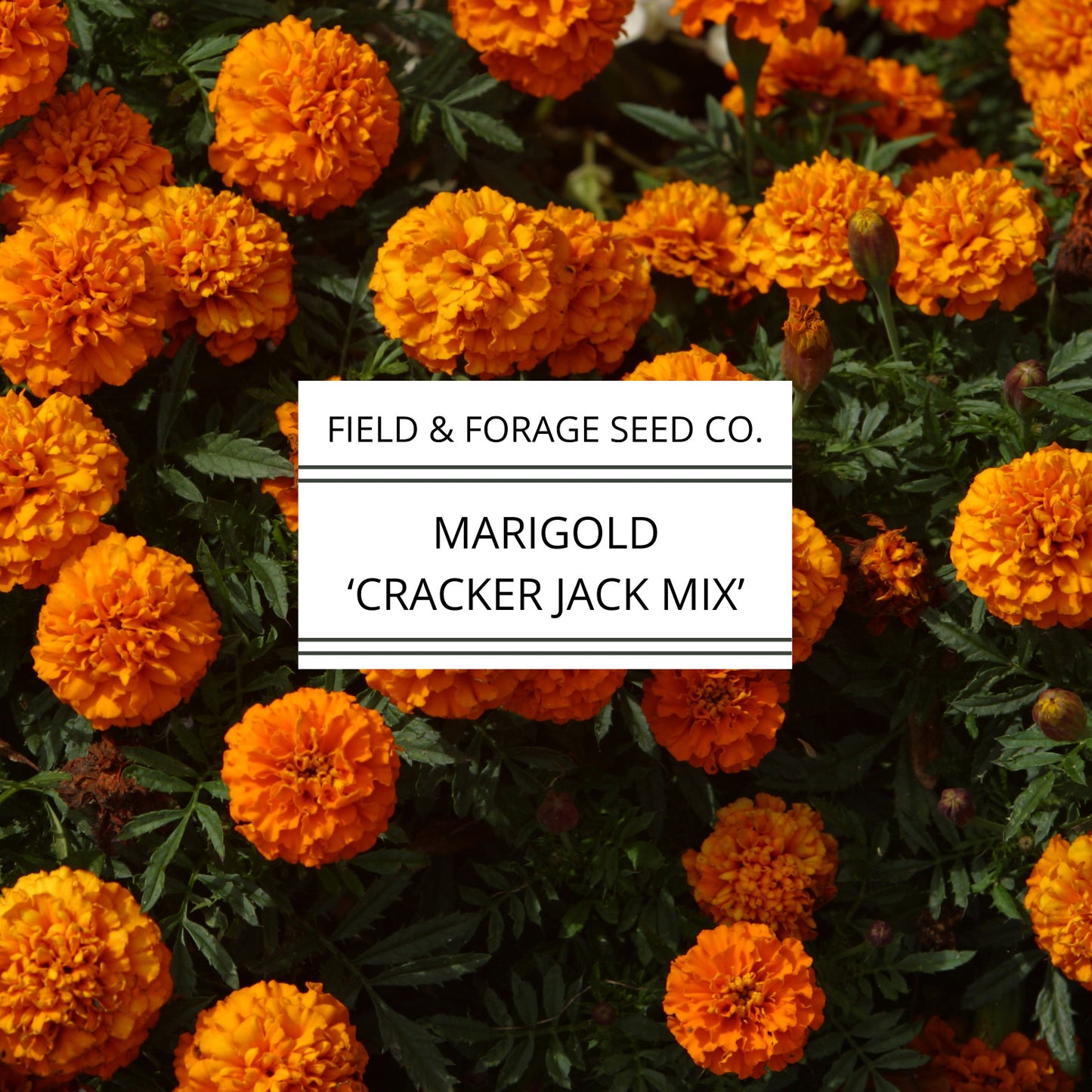 Marigold 'Crackerjack Mix' | Tagetes erecta | Heirloom | Non-GMO | 100 Seeds