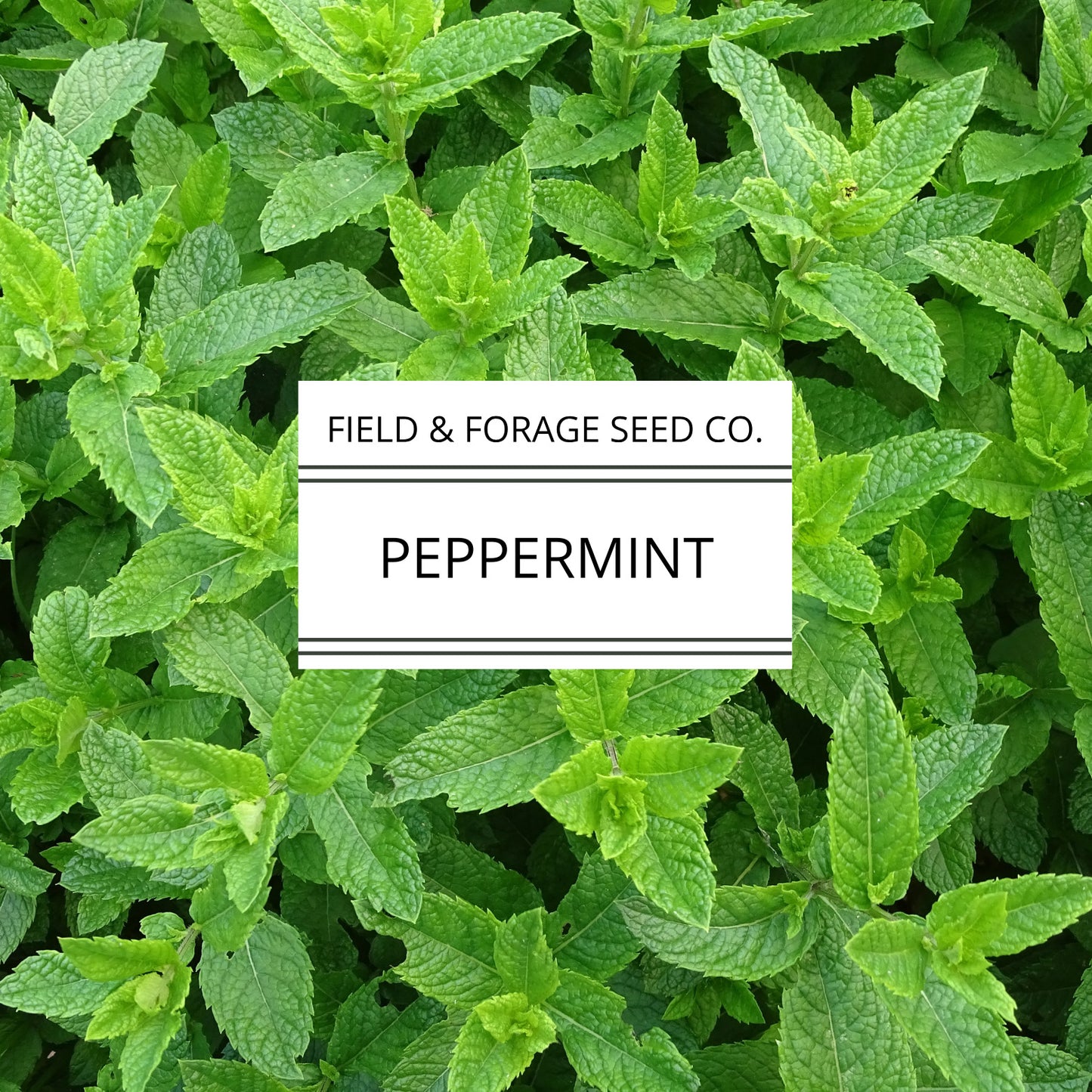 Peppermint | Mentha piperita | Heirloom | Non-GMO | 200 Seeds
