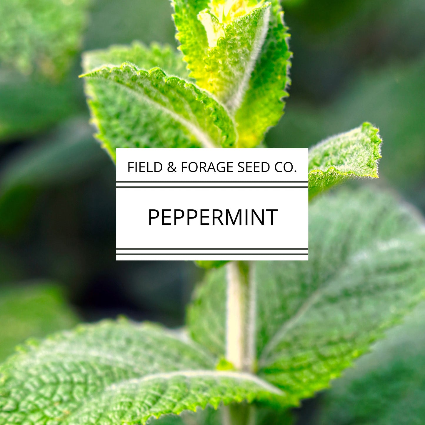 Peppermint | Mentha piperita | Heirloom | Non-GMO | 200 Seeds