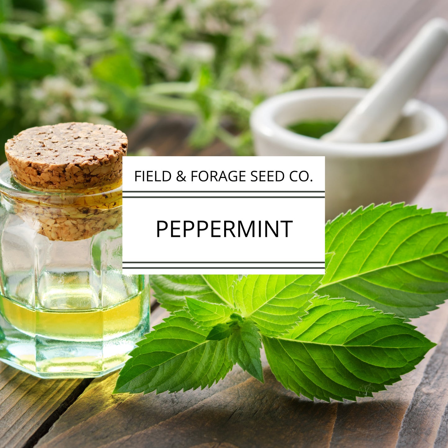 Peppermint | Mentha piperita | Heirloom | Non-GMO | 200 Seeds