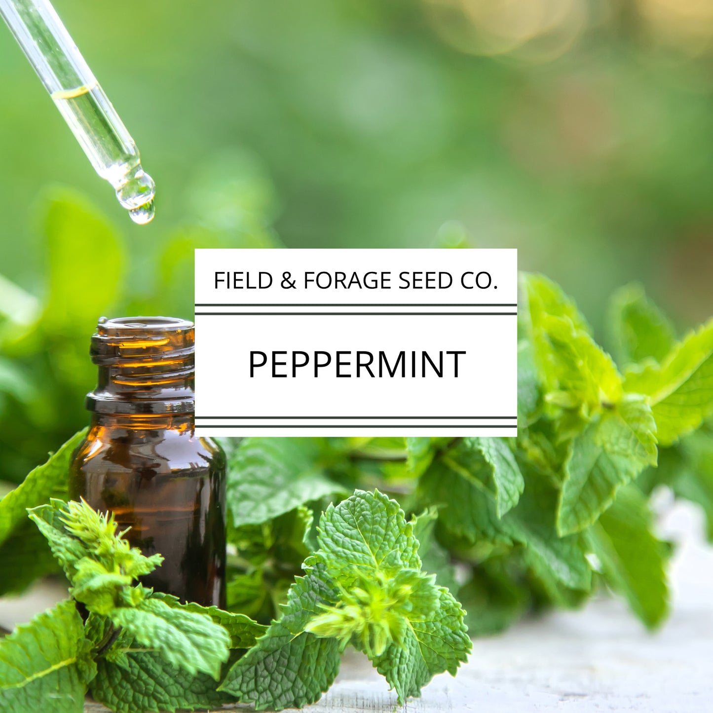 Peppermint | Mentha piperita | Heirloom | Non-GMO | 200 Seeds