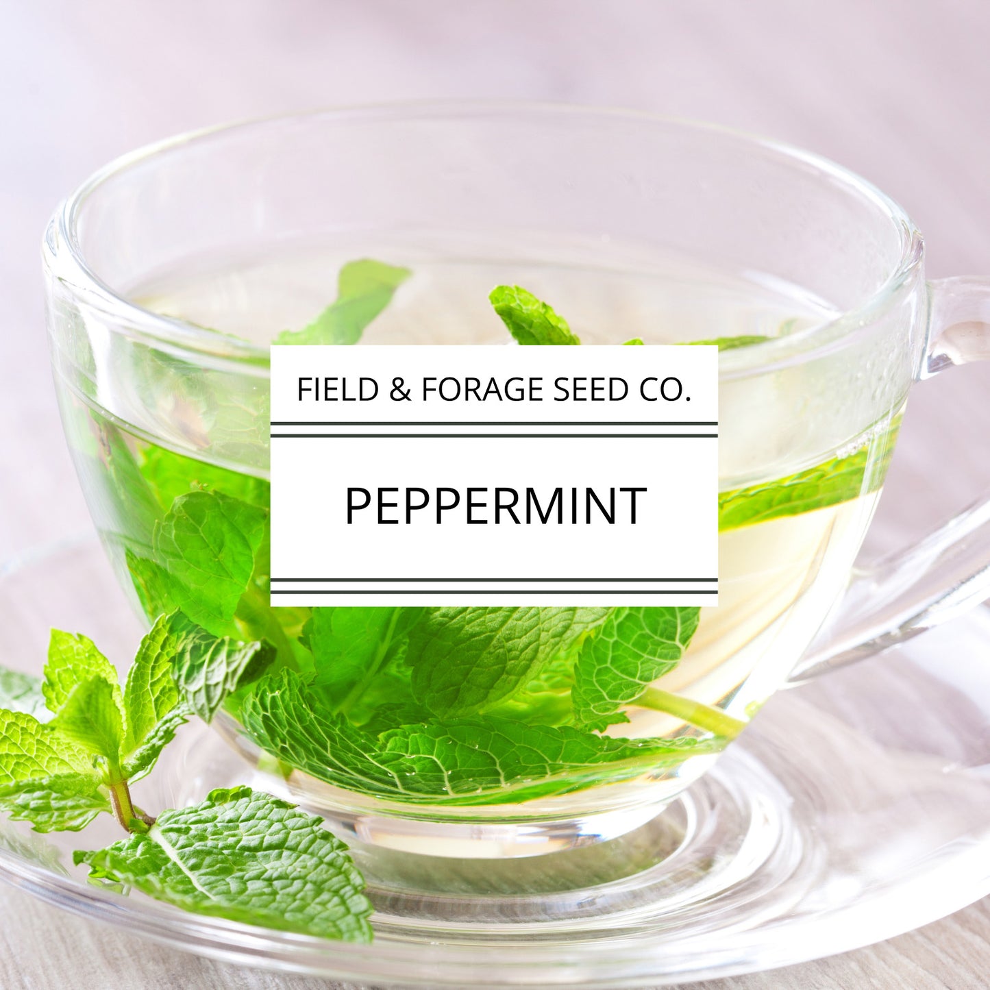 Peppermint | Mentha piperita | Heirloom | Non-GMO | 200 Seeds