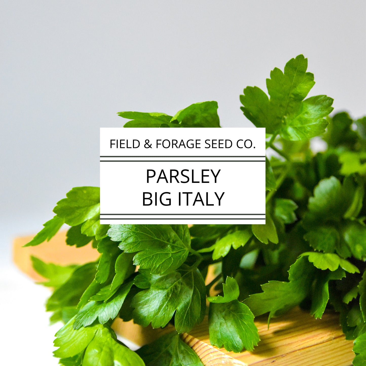 Parsley 'Big Italy' | Petroselinum crispum | Heirloom | Non-GMO | 100 Seeds