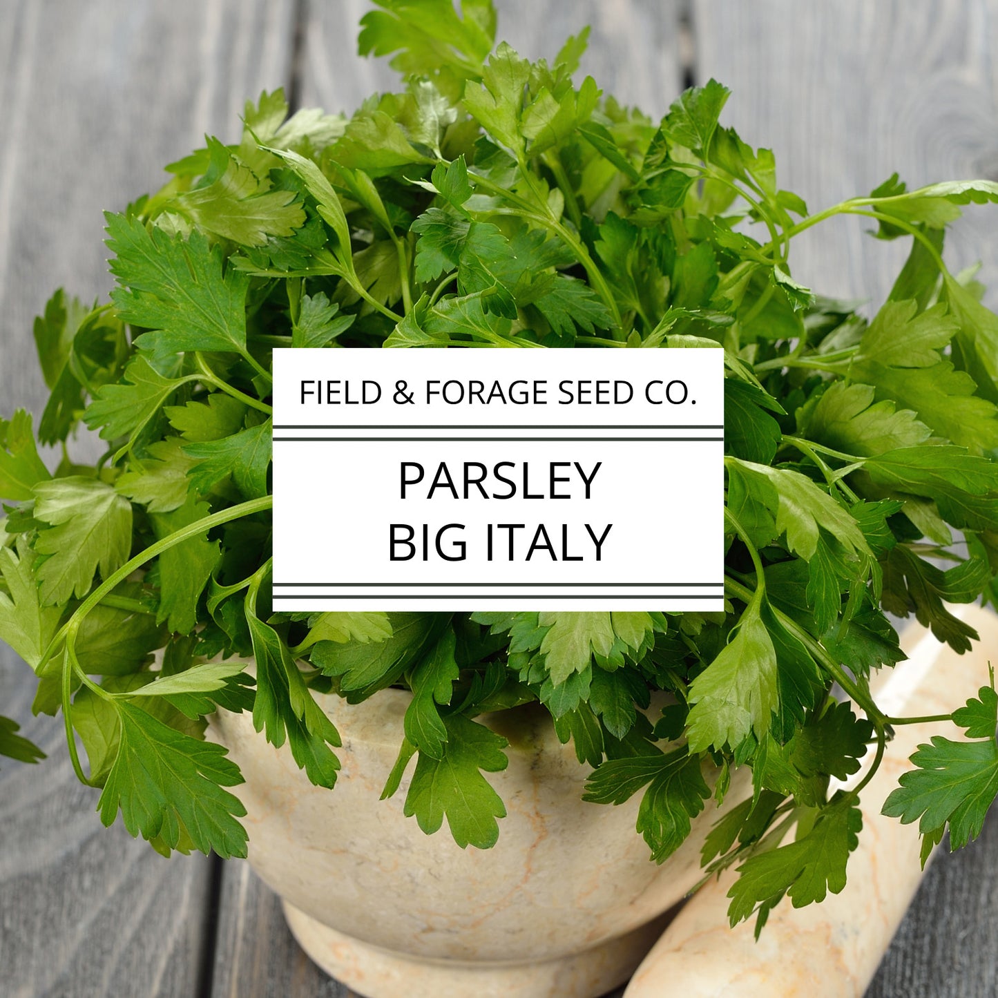 Parsley 'Big Italy' | Petroselinum crispum | Heirloom | Non-GMO | 100 Seeds