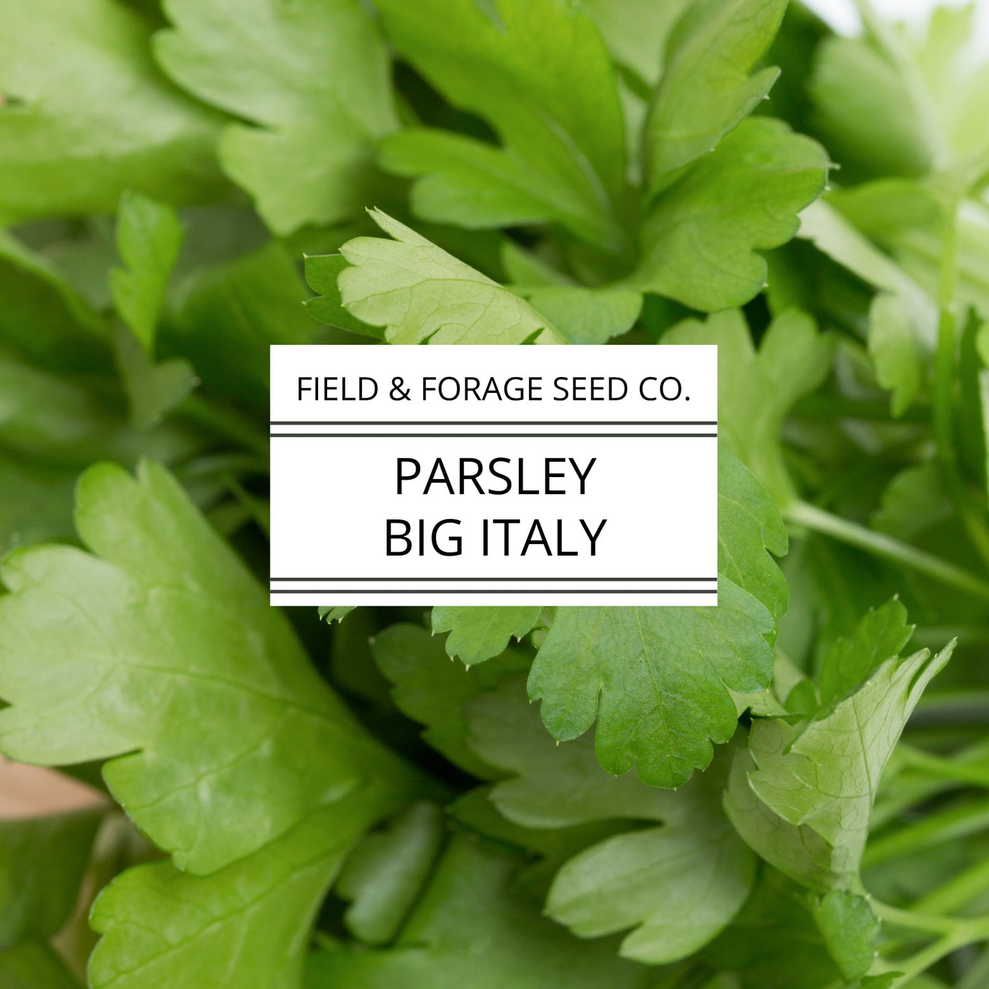 Parsley 'Big Italy' | Petroselinum crispum | Heirloom | Non-GMO | 100 Seeds