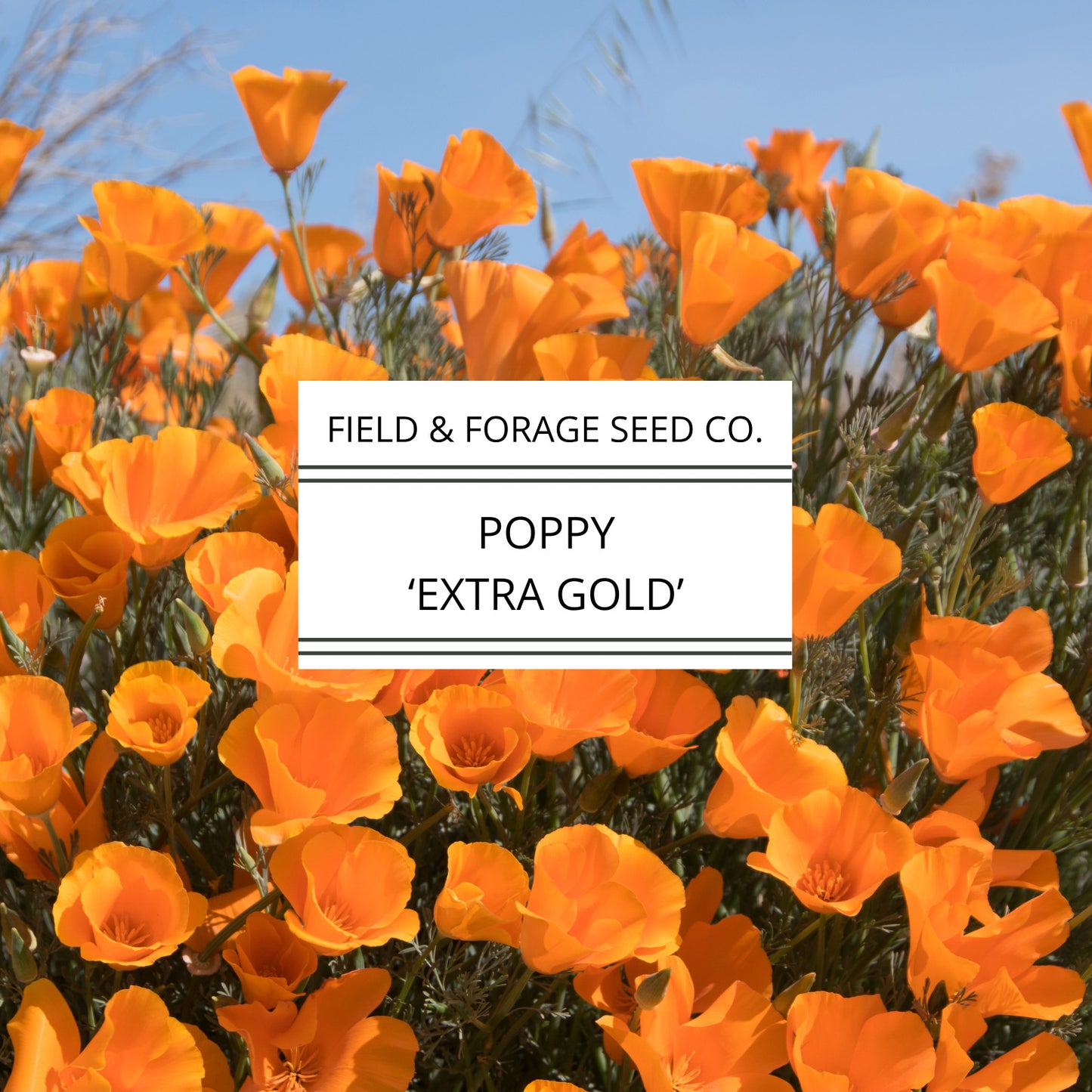 Poppy 'Extra Gold' | Eschscholzia californica | Heirloom | Non-GMO | 200 Seeds
