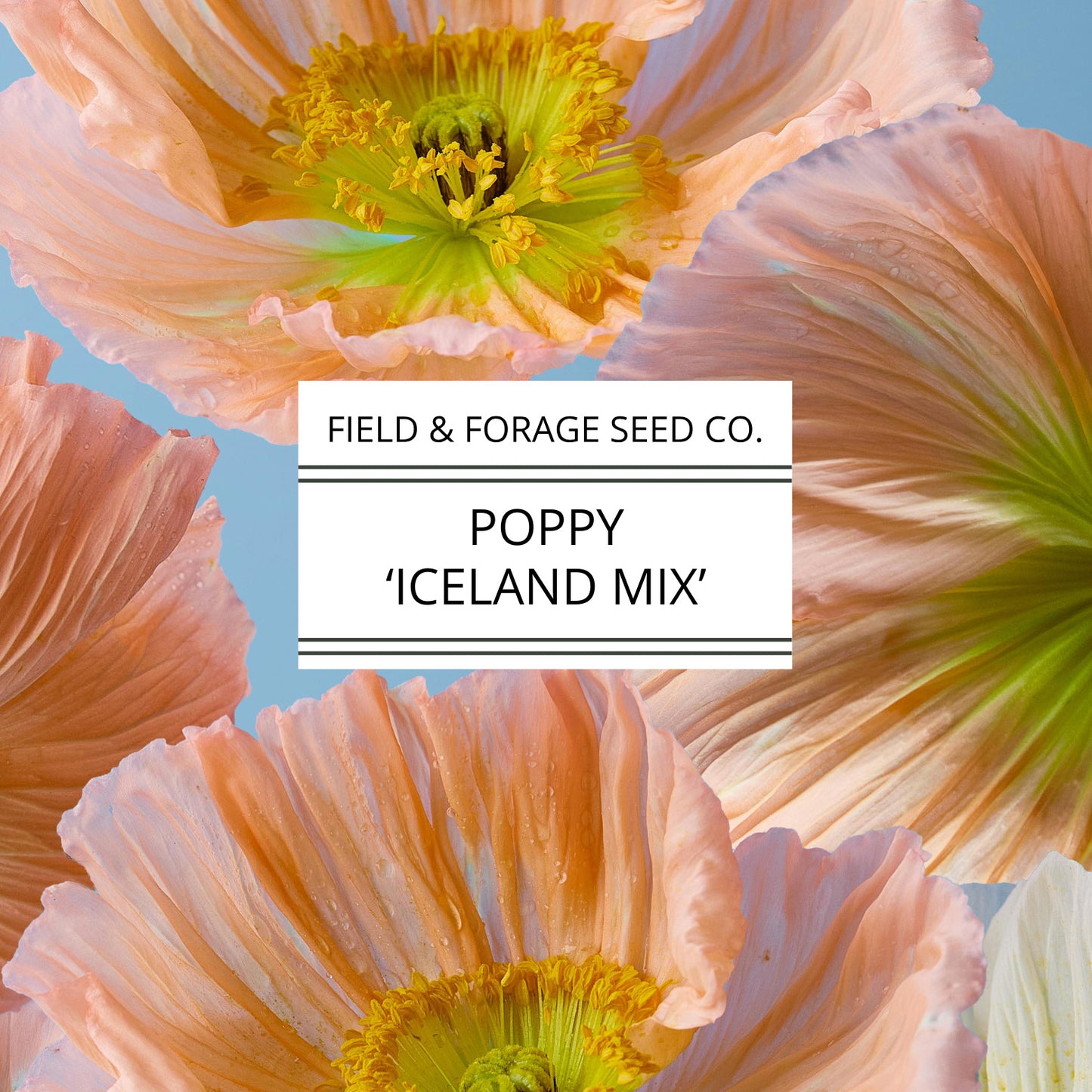 Poppy 'Iceland Mix' | Papaver nudicaule | Heirloom | Non-GMO | 200 Seeds