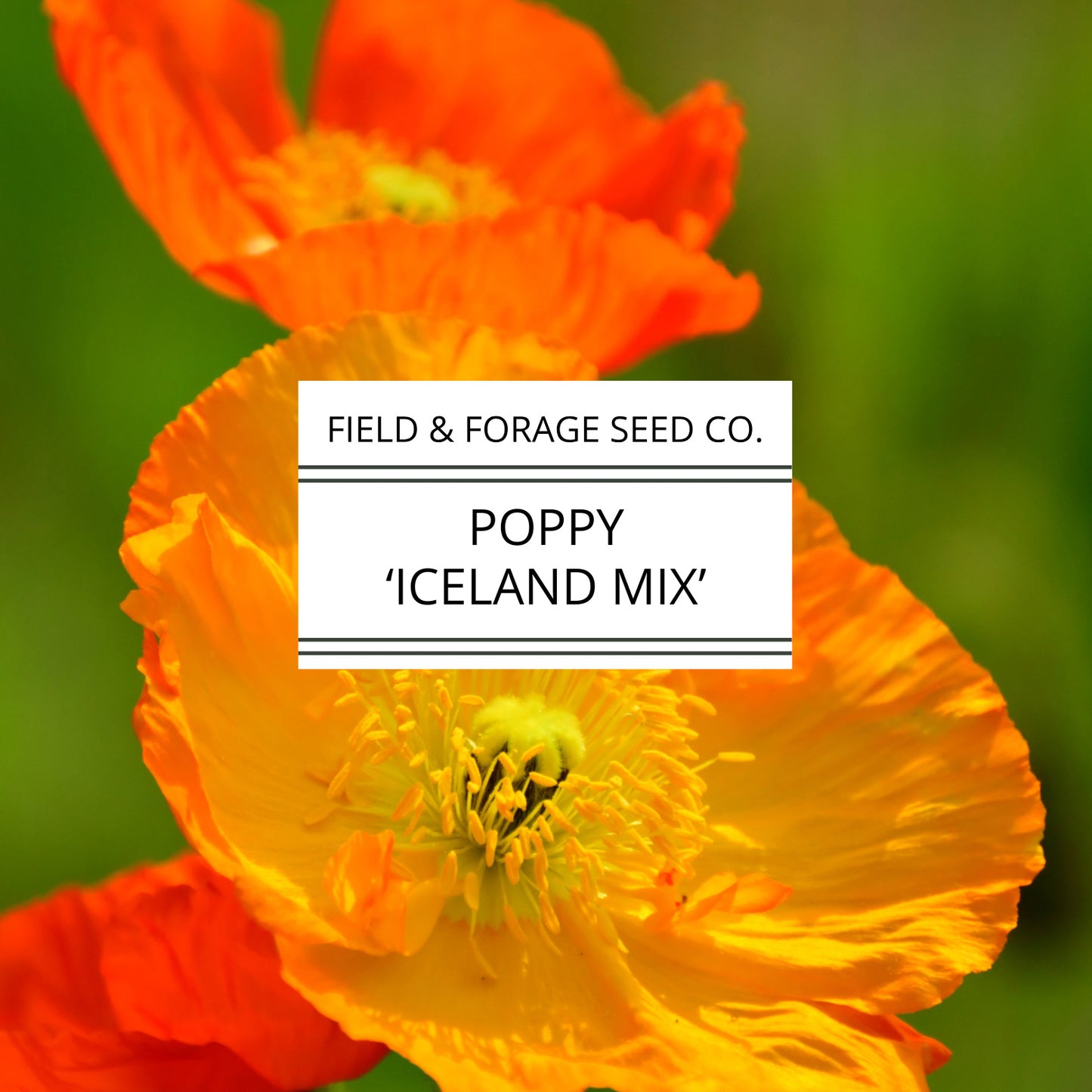 Poppy 'Iceland Mix' | Papaver nudicaule | Heirloom | Non-GMO | 200 Seeds