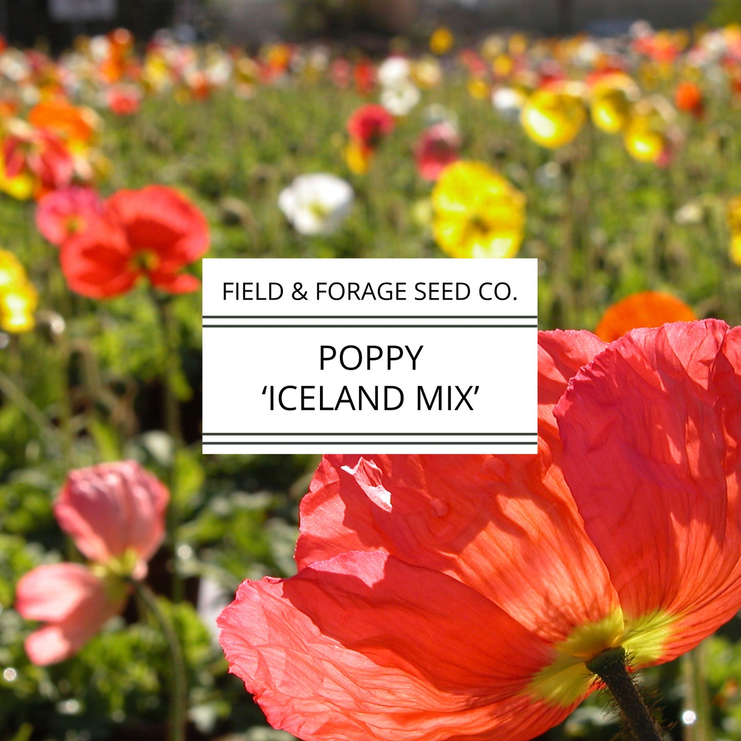 Poppy 'Iceland Mix' | Papaver nudicaule | Heirloom | Non-GMO | 200 Seeds