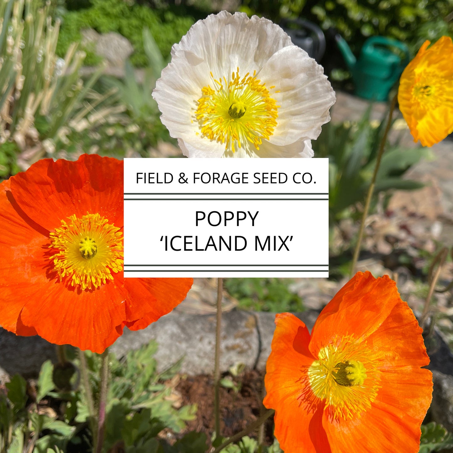 Poppy 'Iceland Mix' | Papaver nudicaule | Heirloom | Non-GMO | 200 Seeds