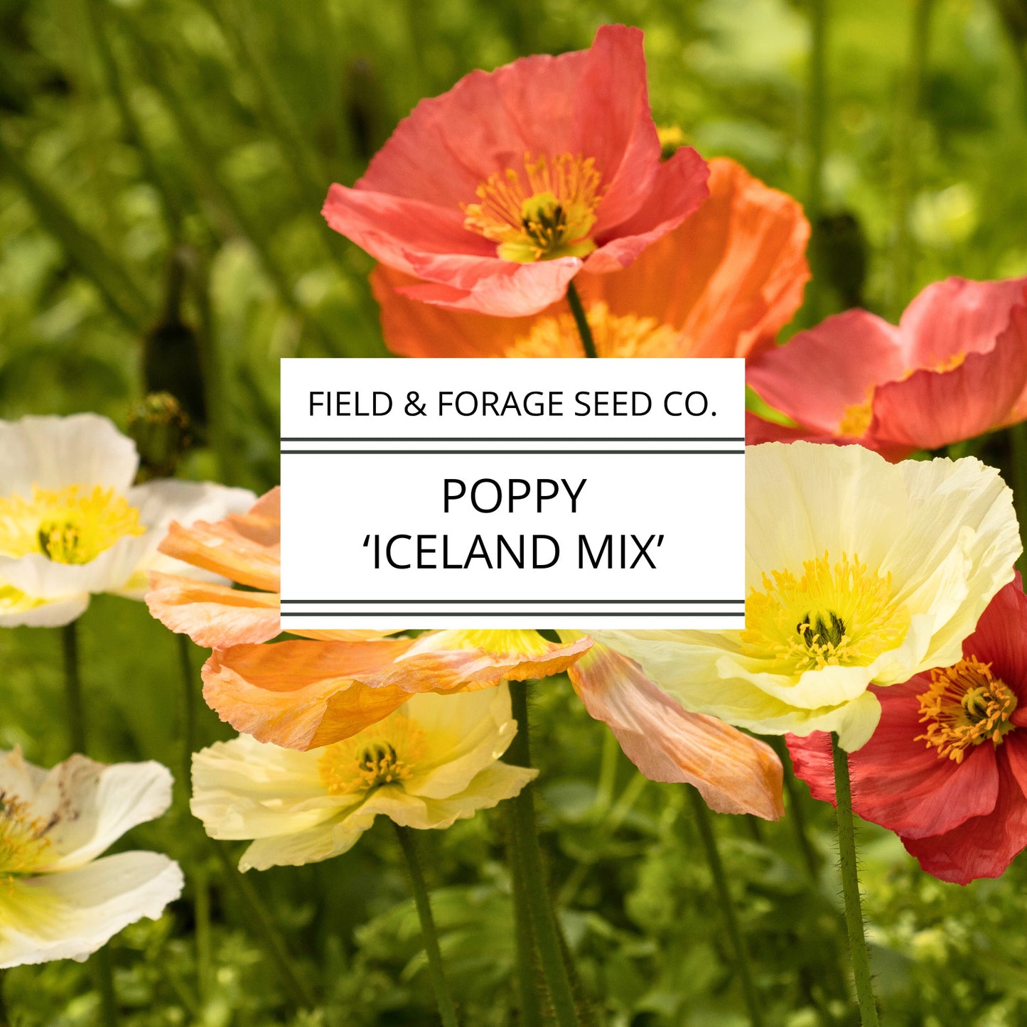Poppy 'Iceland Mix' | Papaver nudicaule | Heirloom | Non-GMO | 200 Seeds