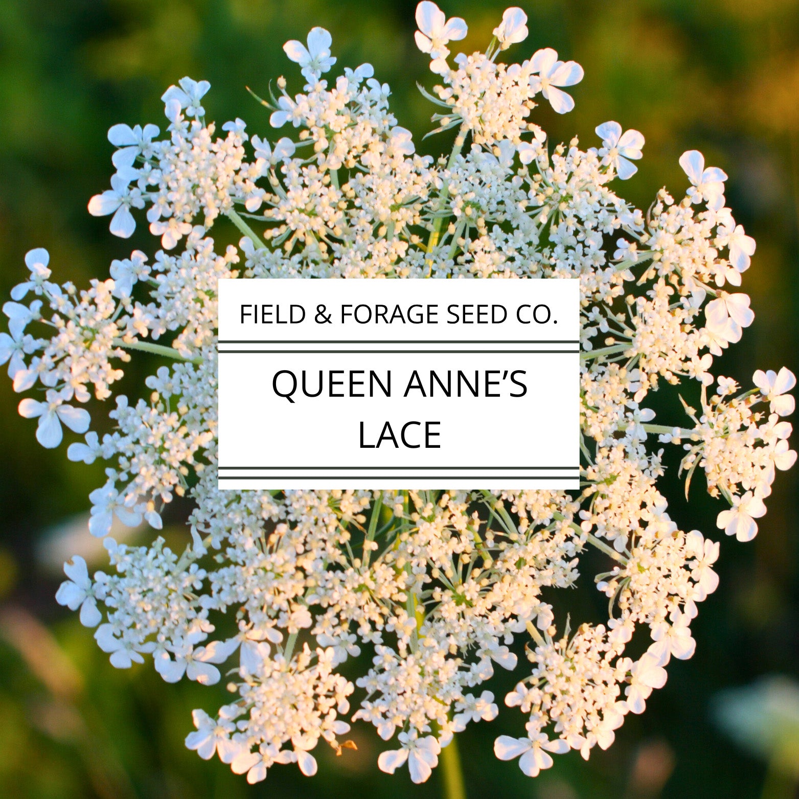 heirloom cut flower seeds Queen Anne’s Lace Seeds | Daucus carota | Heirloom Cut Flower