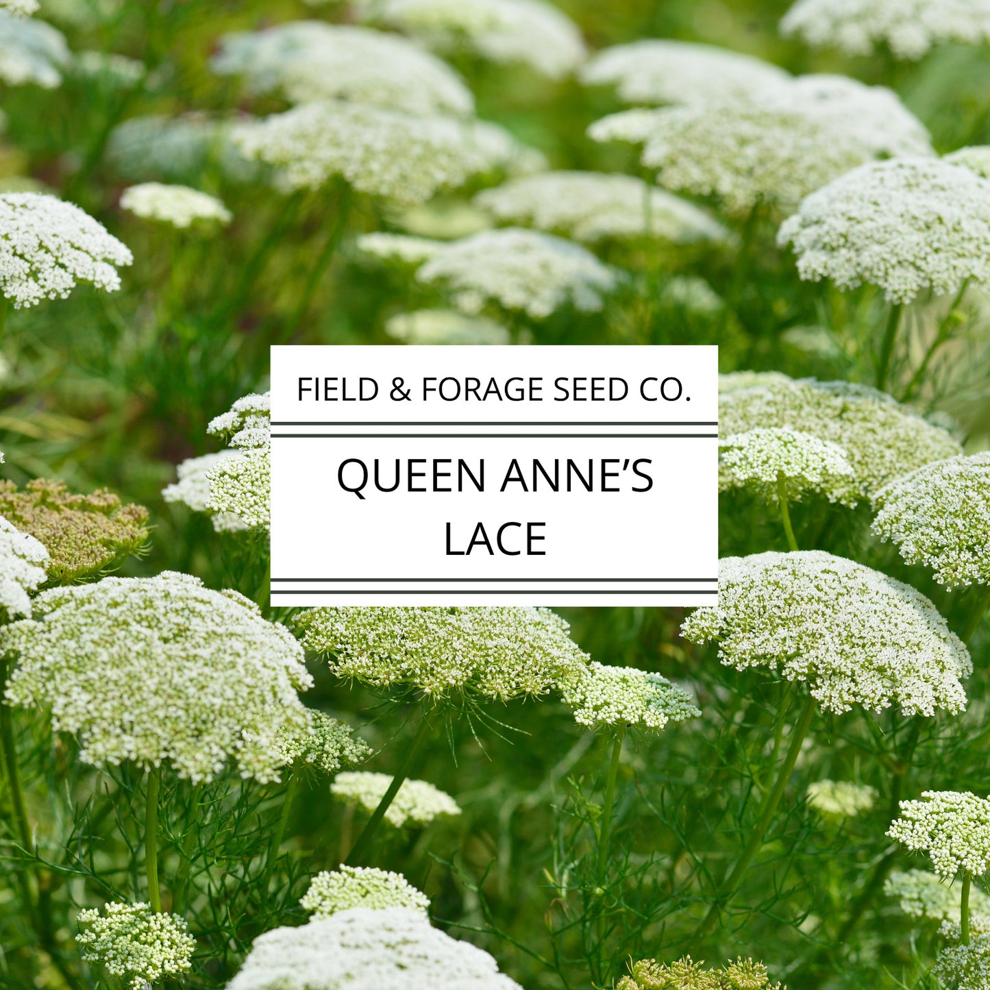 Queen Anne’s Lace Seeds | Daucus carota | Heirloom Cut Flower | 300 Seeds