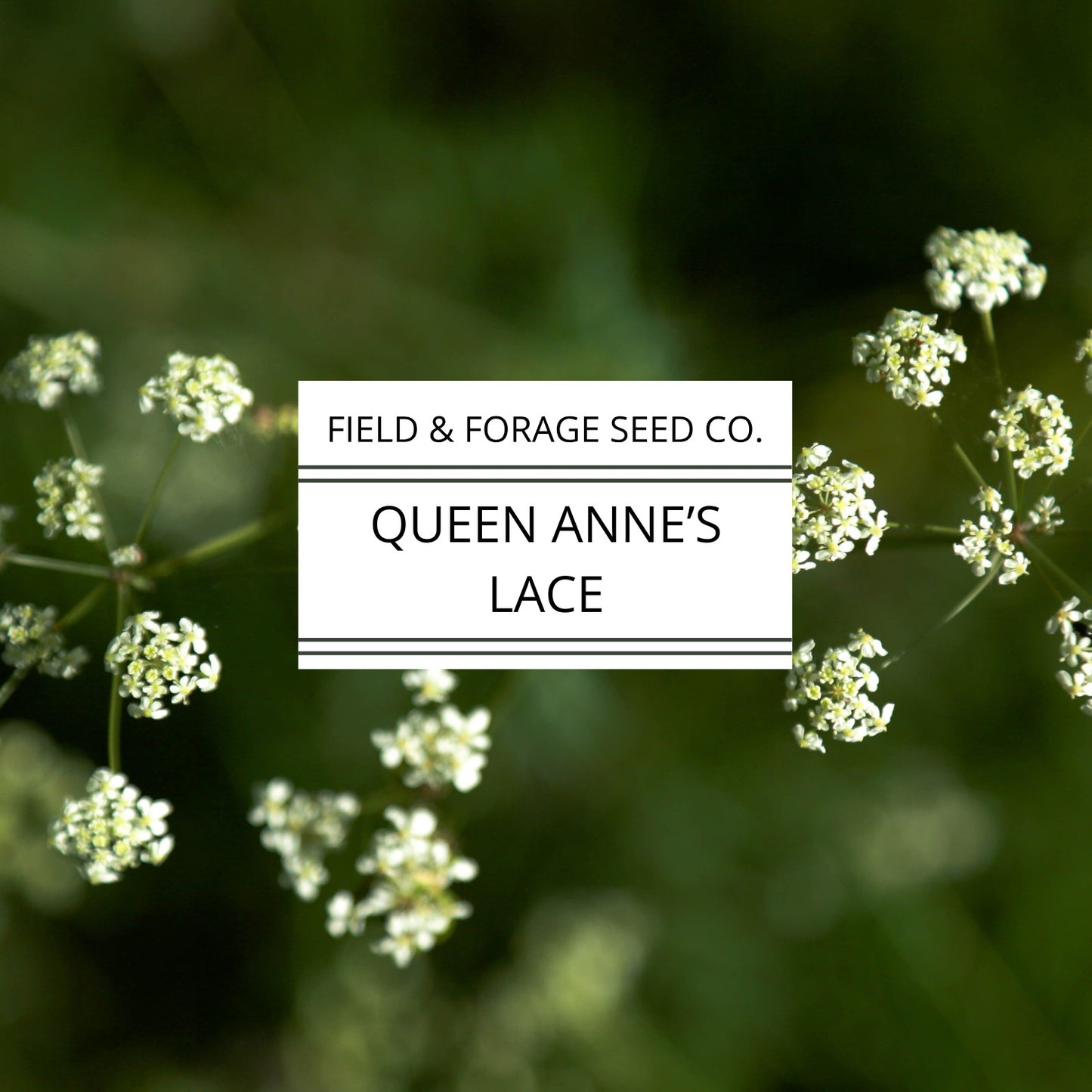 Queen Anne’s Lace Seeds | Daucus carota | Heirloom Cut Flower | 300 Seeds