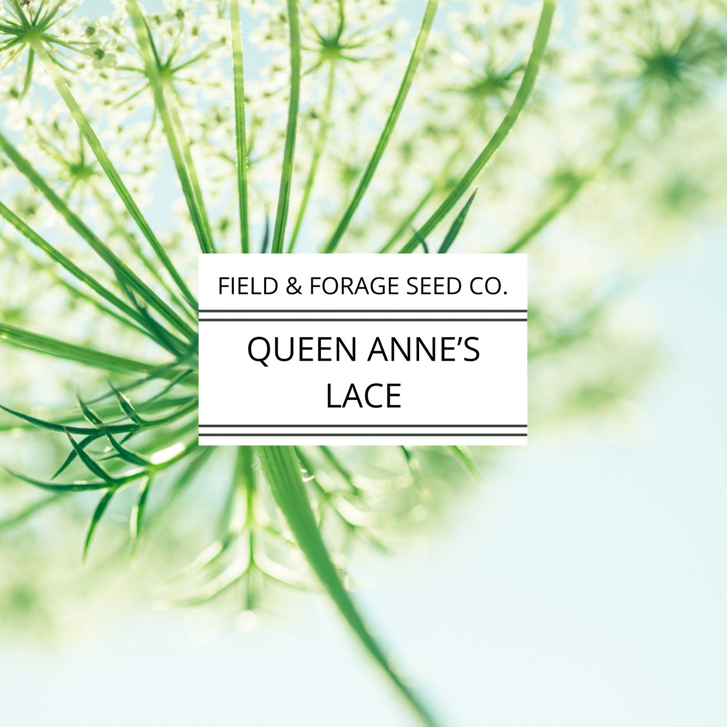 Queen Anne’s Lace Seeds | Daucus carota | Heirloom Cut Flower | 300 Seeds